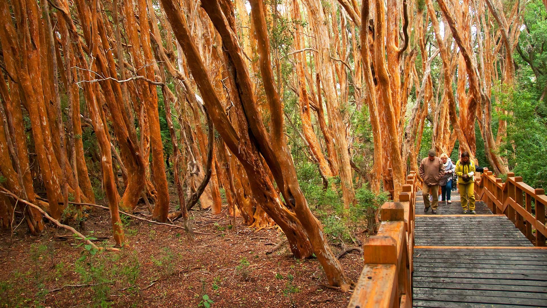 People walking on a wooden bridge in a forest with orange trees HD Wallpaper