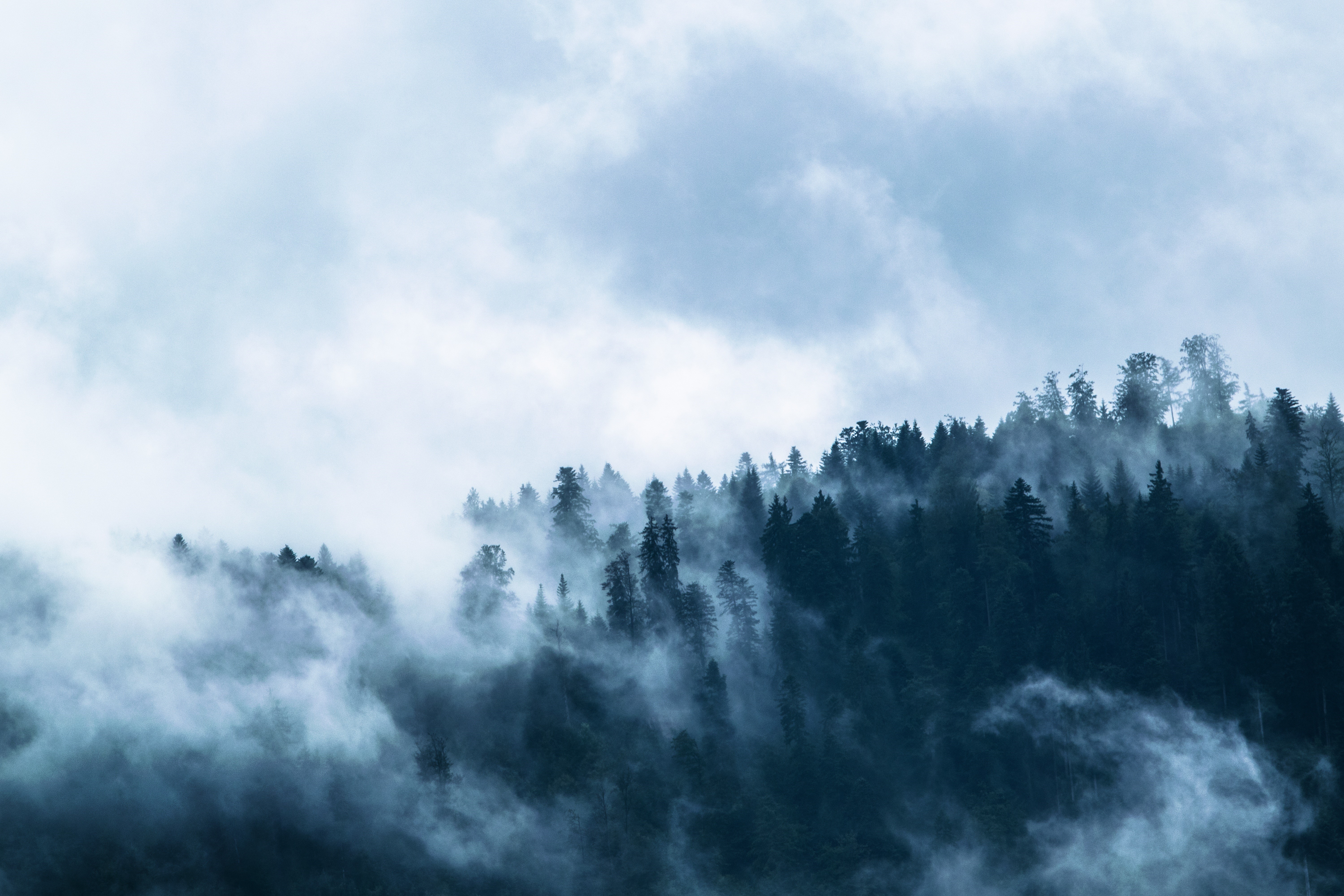 Misty forest with tall trees and clouds HD Wallpaper