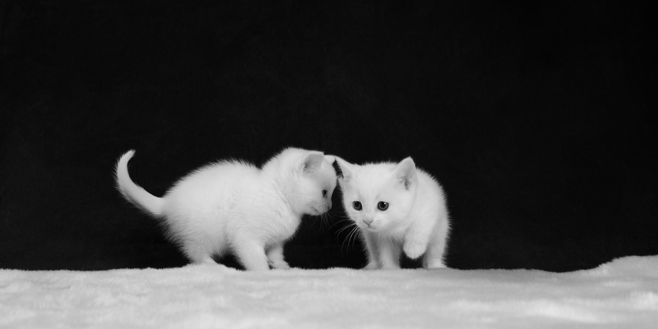 Two white kittens on a fluffy surface with a black background HD Wallpaper