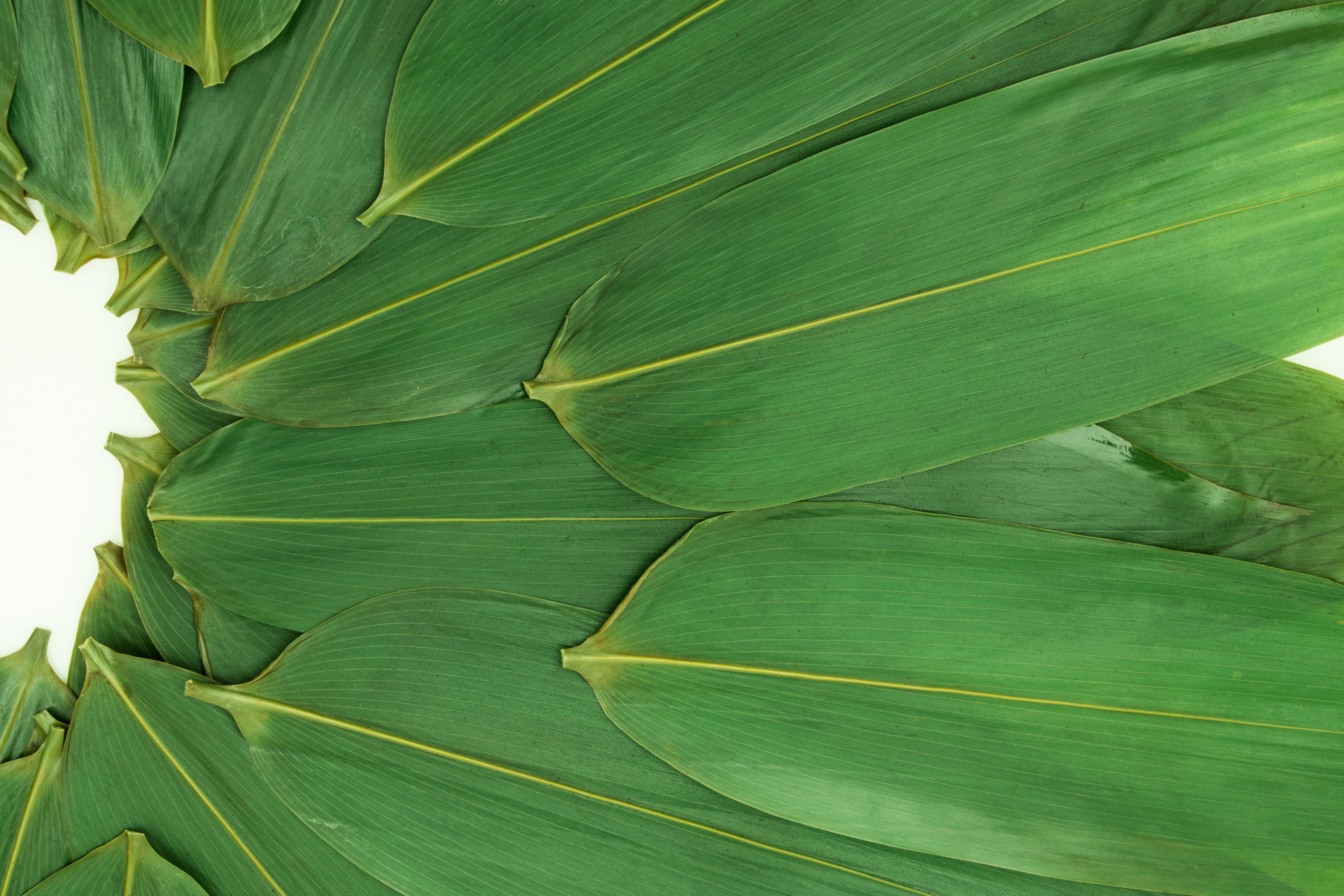 Green leaves overlapping HD Wallpaper