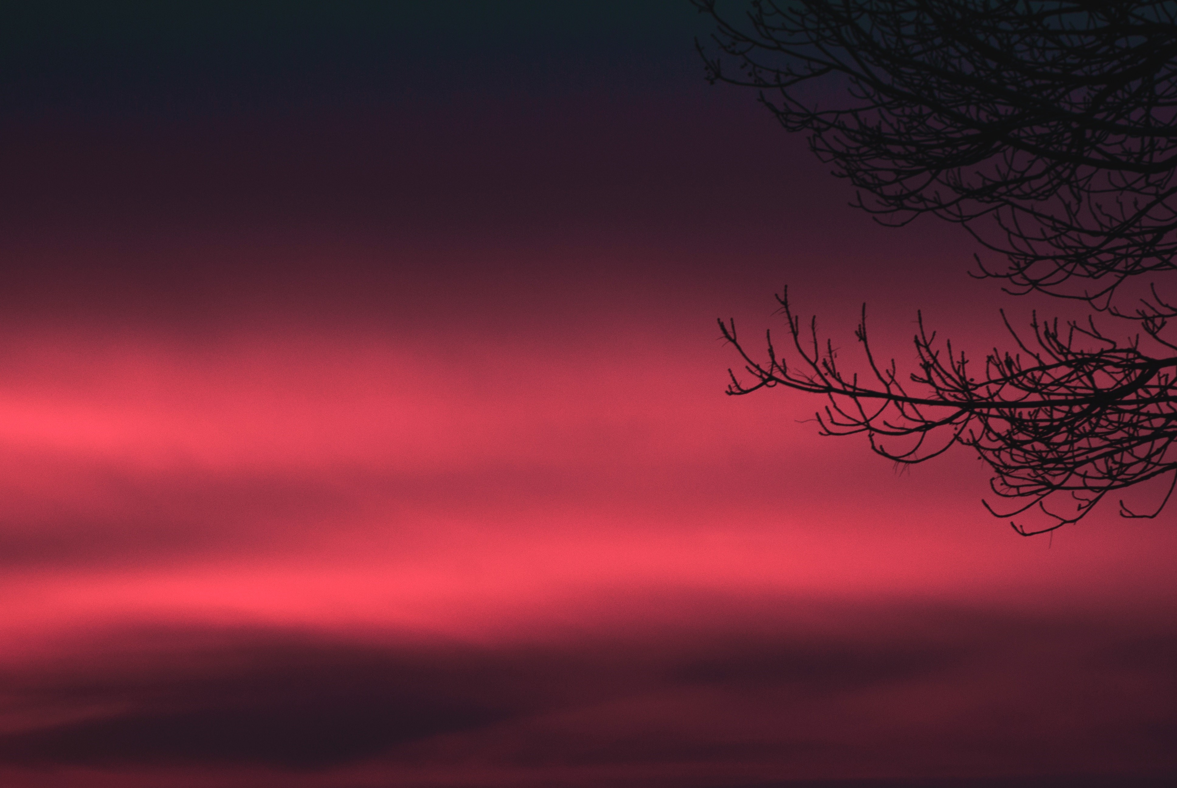 4K pink and purple sky with tree branches HD Wallpaper