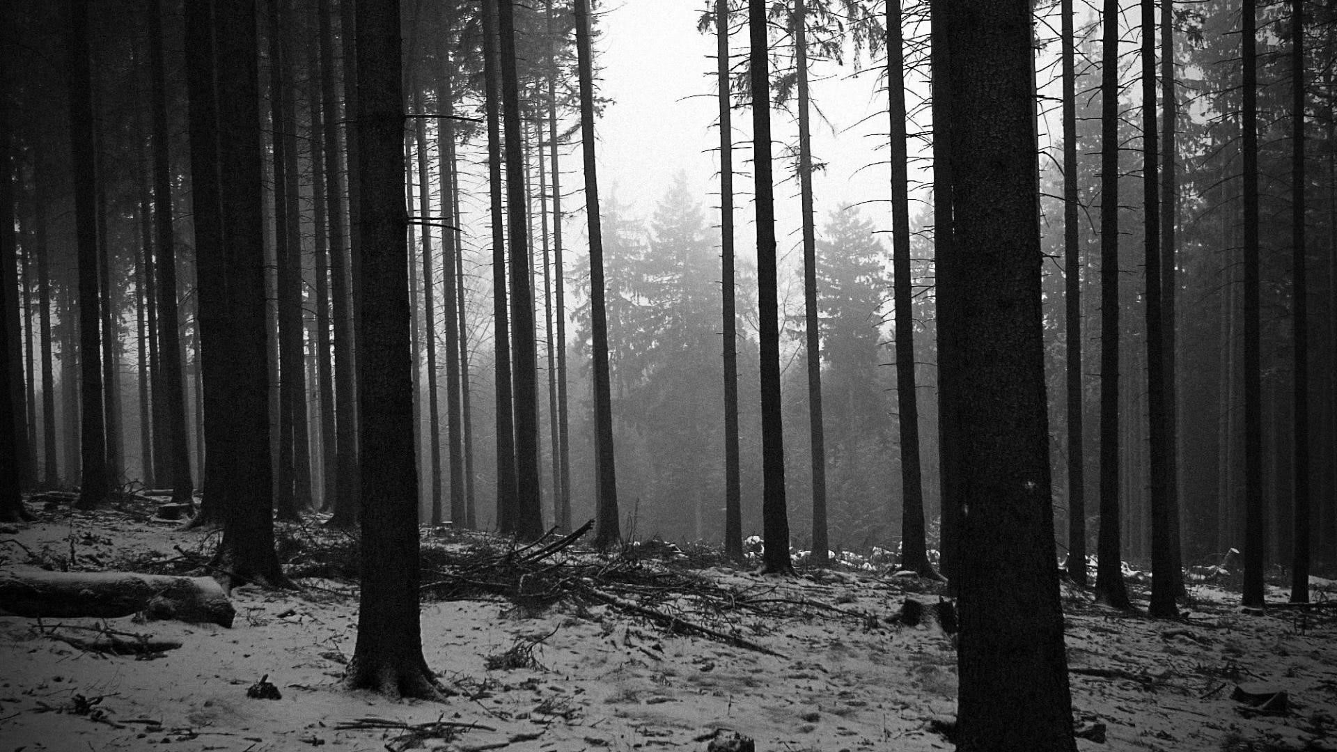 Monochrome forest with snow and mist HD Wallpaper