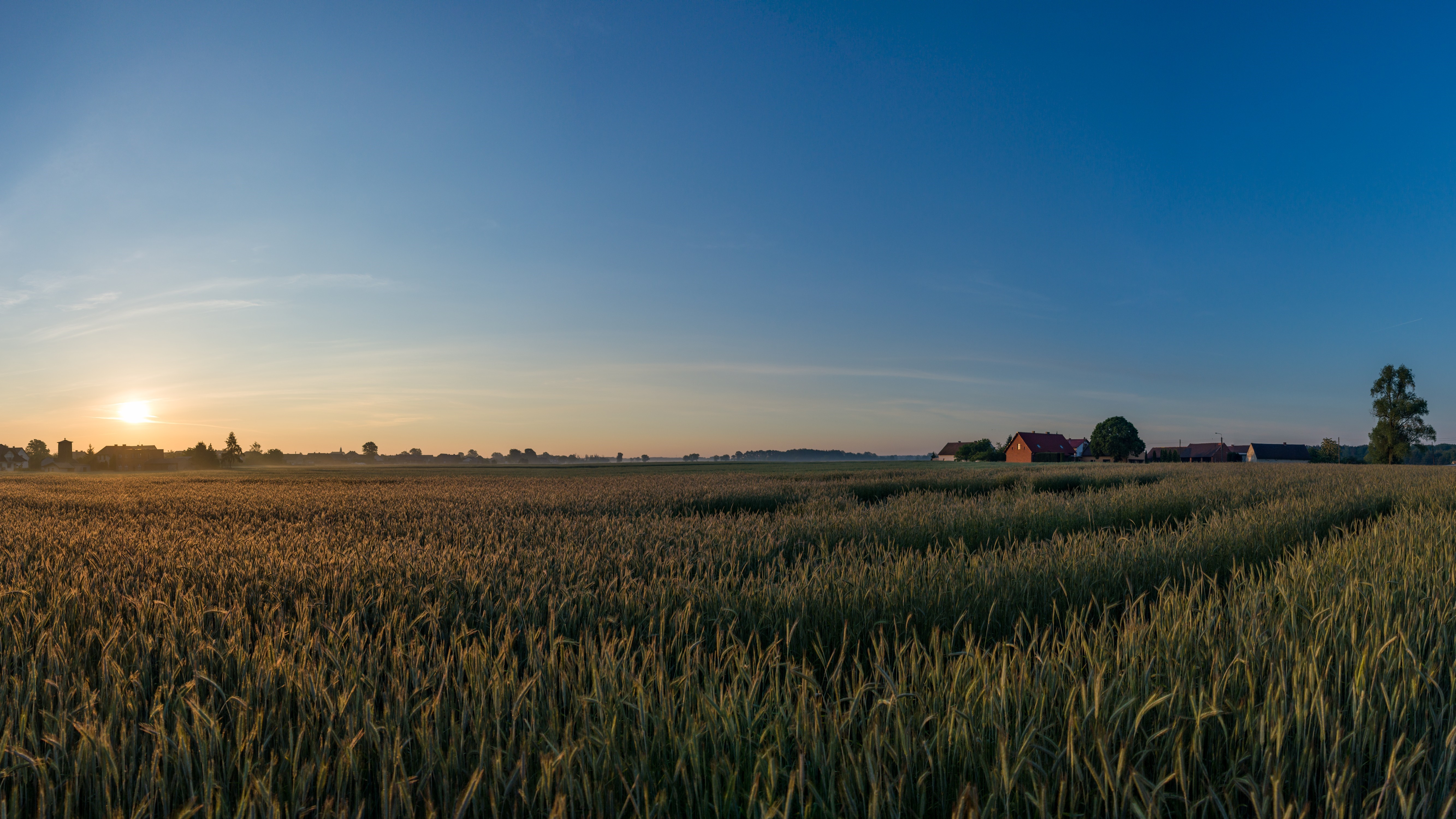 Sunrise over a Polish village and wheat field HD Wallpaper