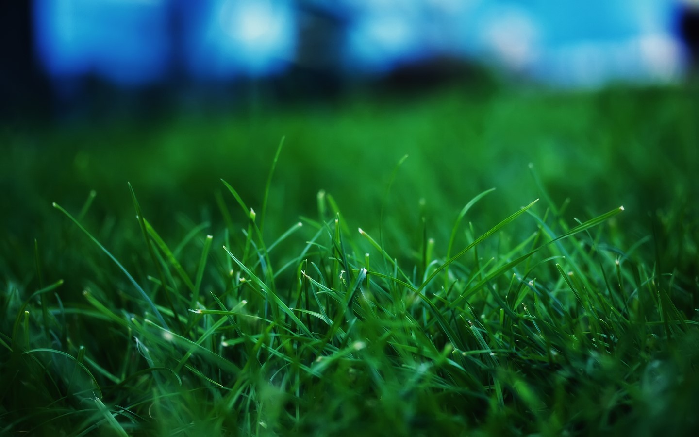 Green grass with bokeh background HD Wallpaper