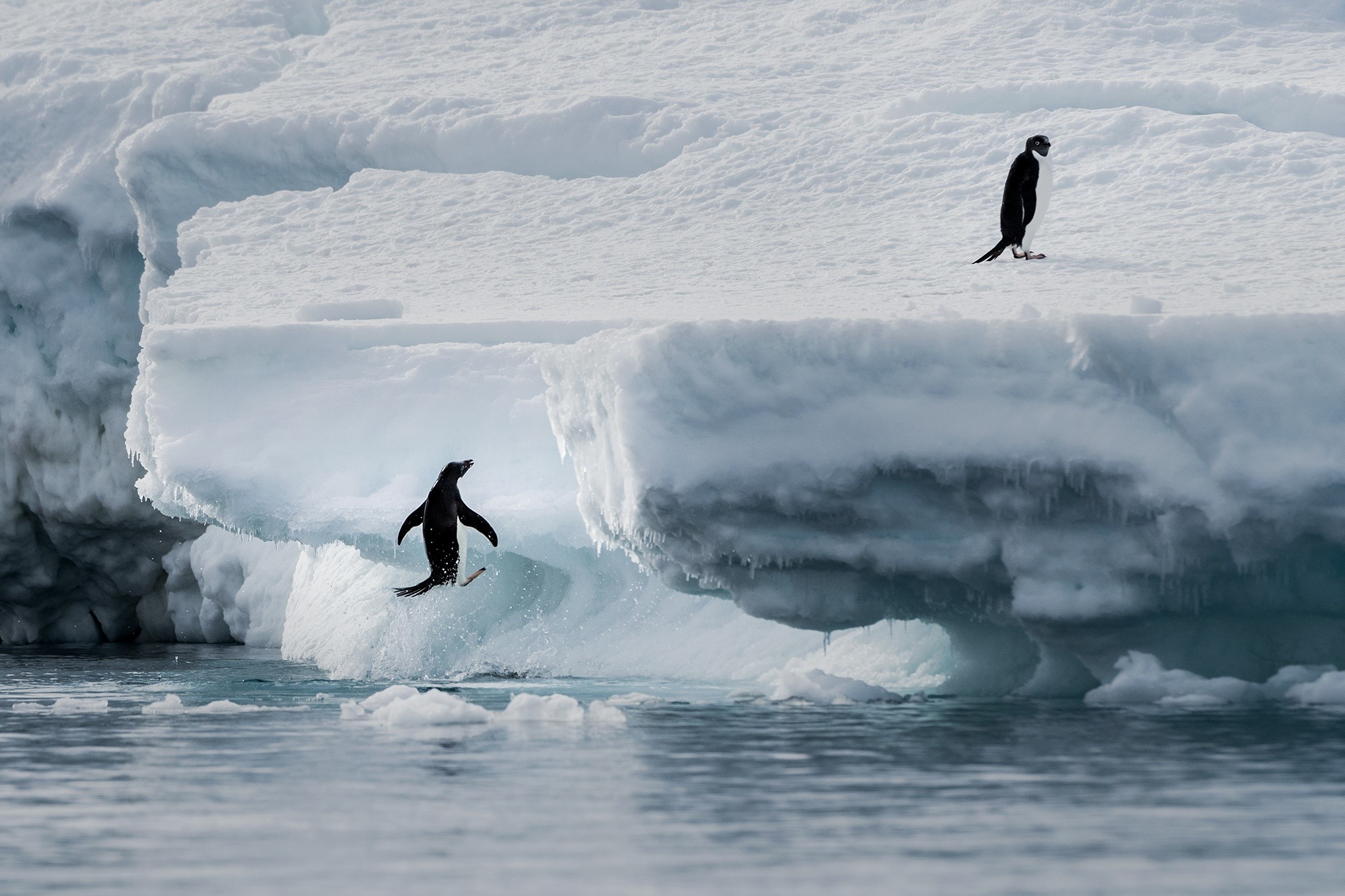 Penguins jumping and walking on icebergs in the Arctic HD Wallpaper