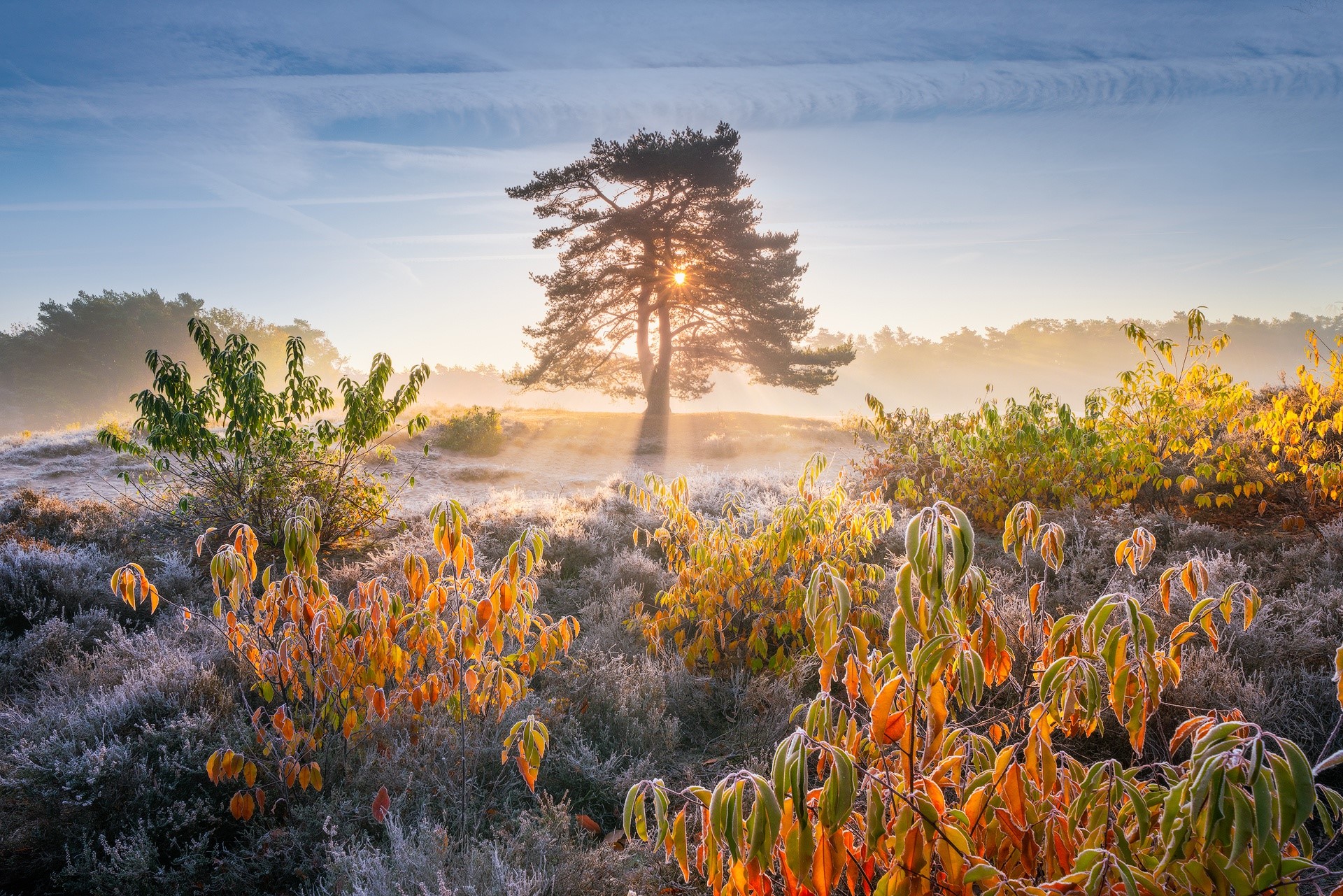 Sunlight filtering through a tree in a frosty landscape HD Wallpaper