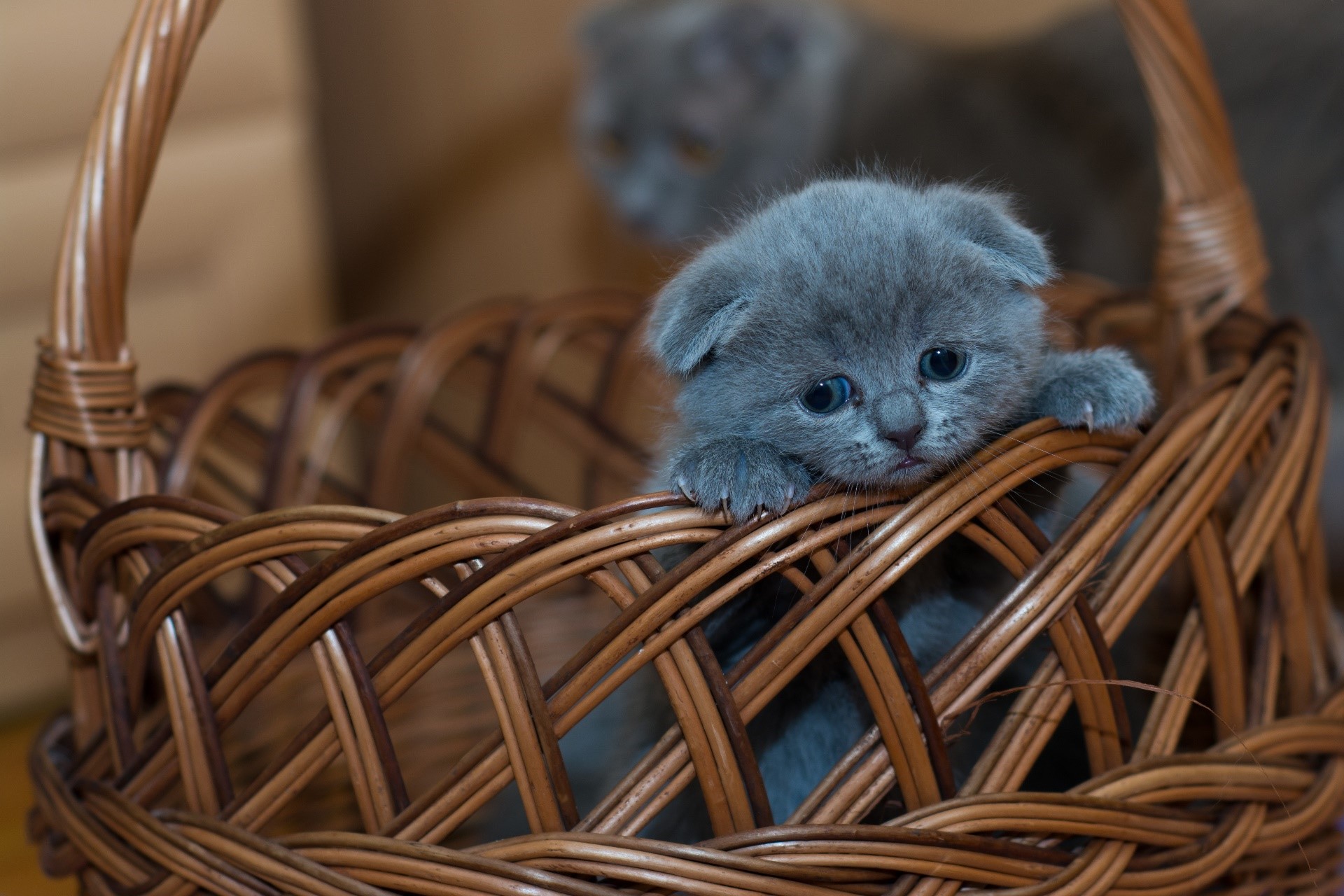 Cute Scottish Fold kitten in a basket HD Wallpaper