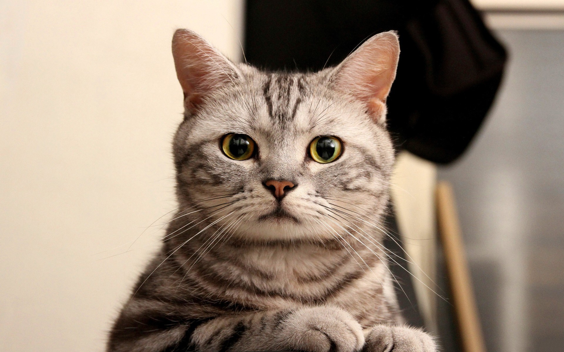 Close-up of a tabby cat HD Wallpaper