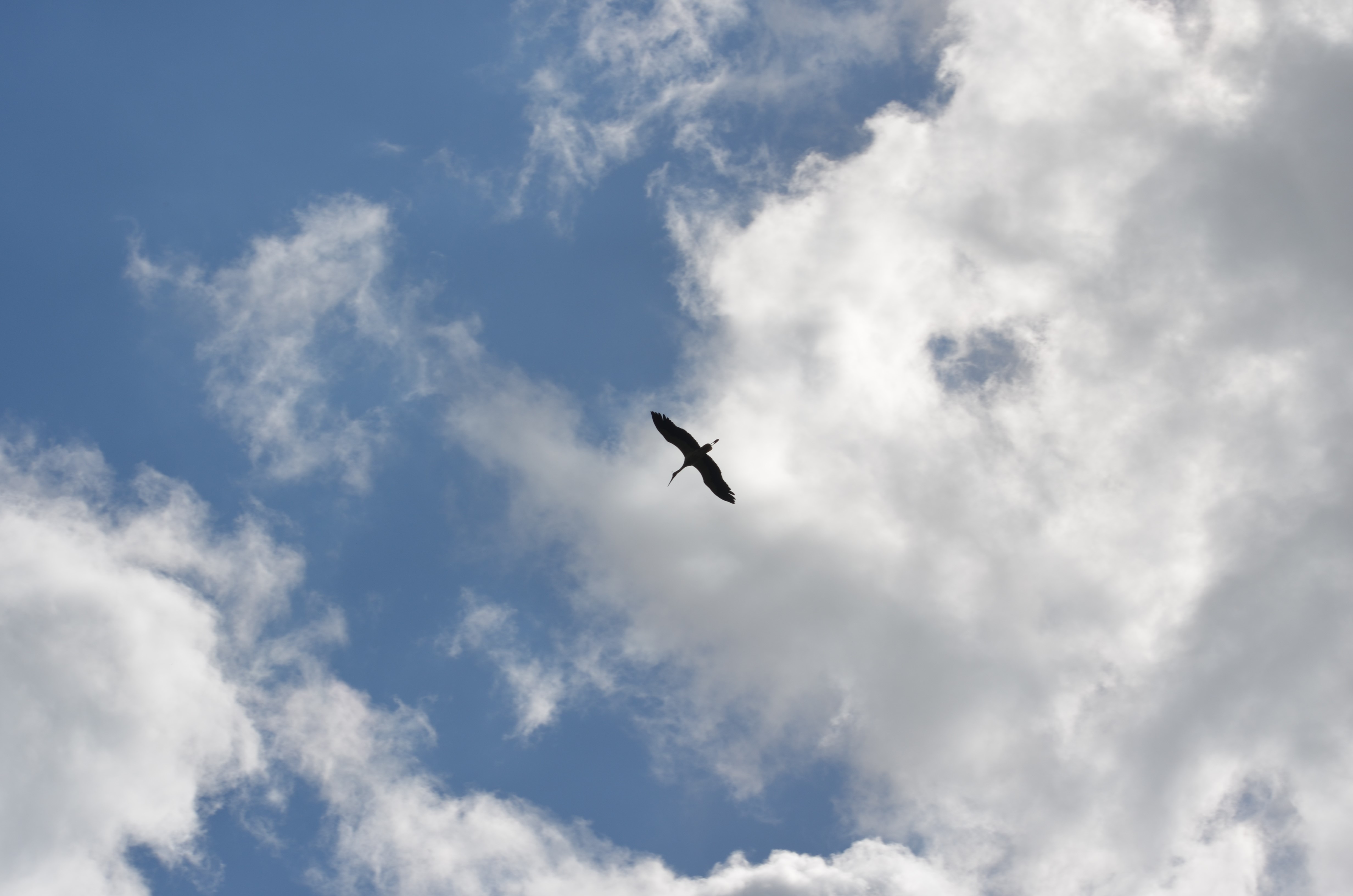 Stork flying in the sky with clouds HD Wallpaper
