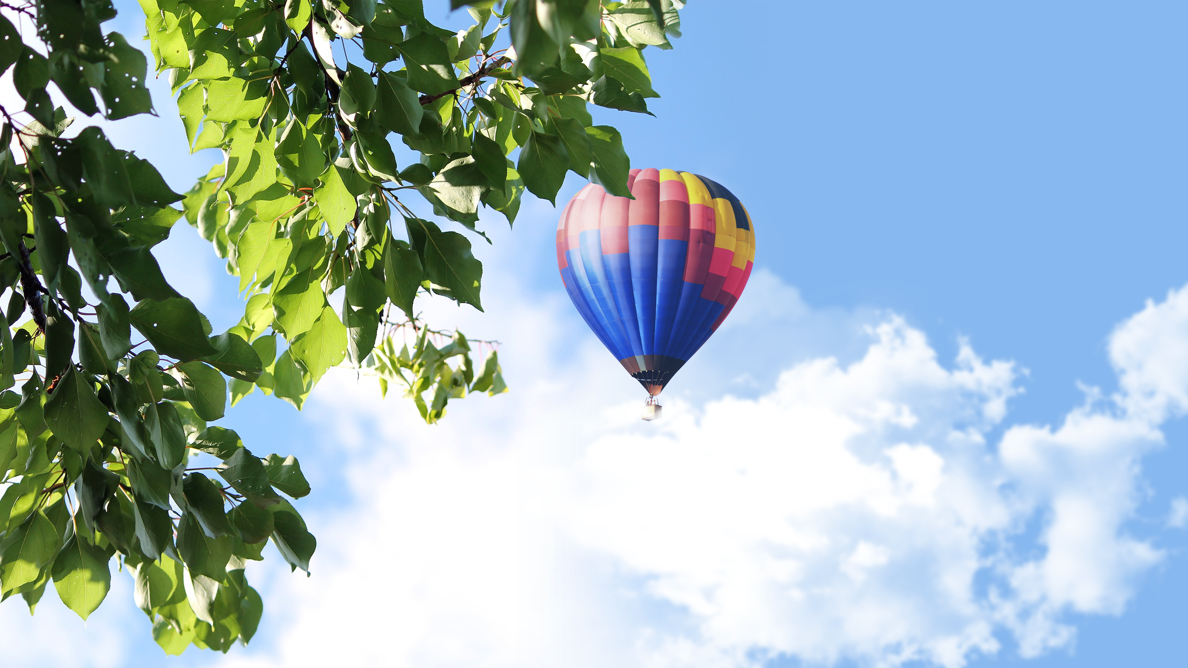 Hot air balloon flying in the sky with leaves HD Wallpaper