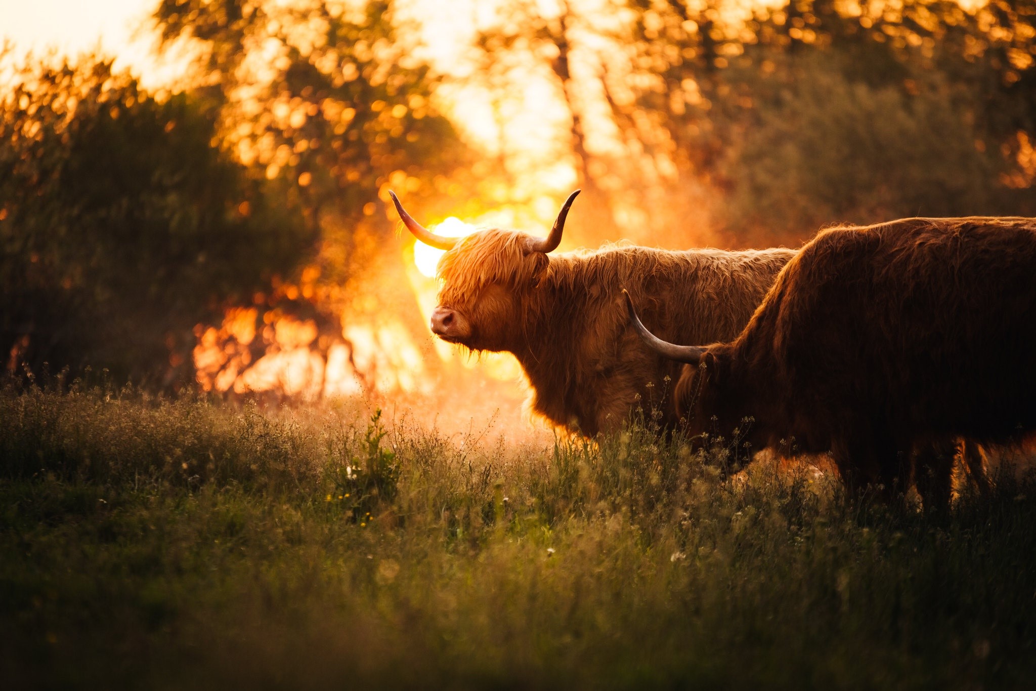 Two Highland cows in a field at sunset HD Wallpaper