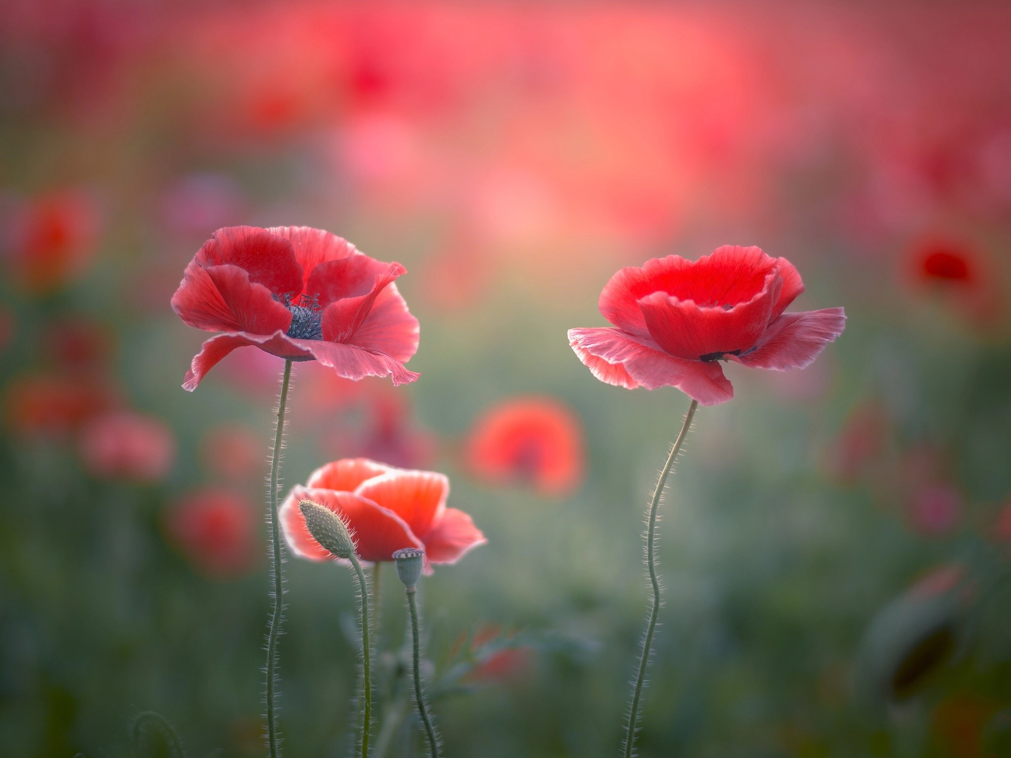 Field of red poppies in soft sunlight HD Wallpaper