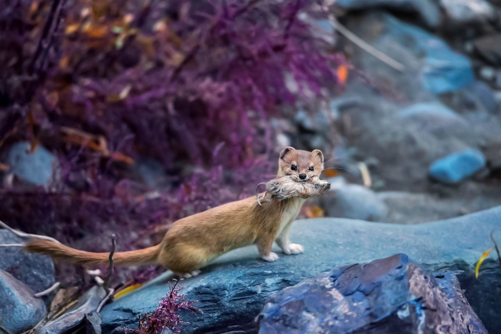 Weasel carrying prey in a rocky, natural environment HD Wallpaper