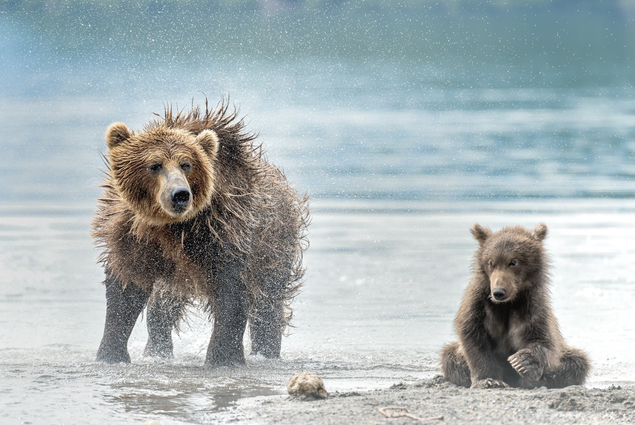Mother bear and cub shaking off water HD Wallpaper