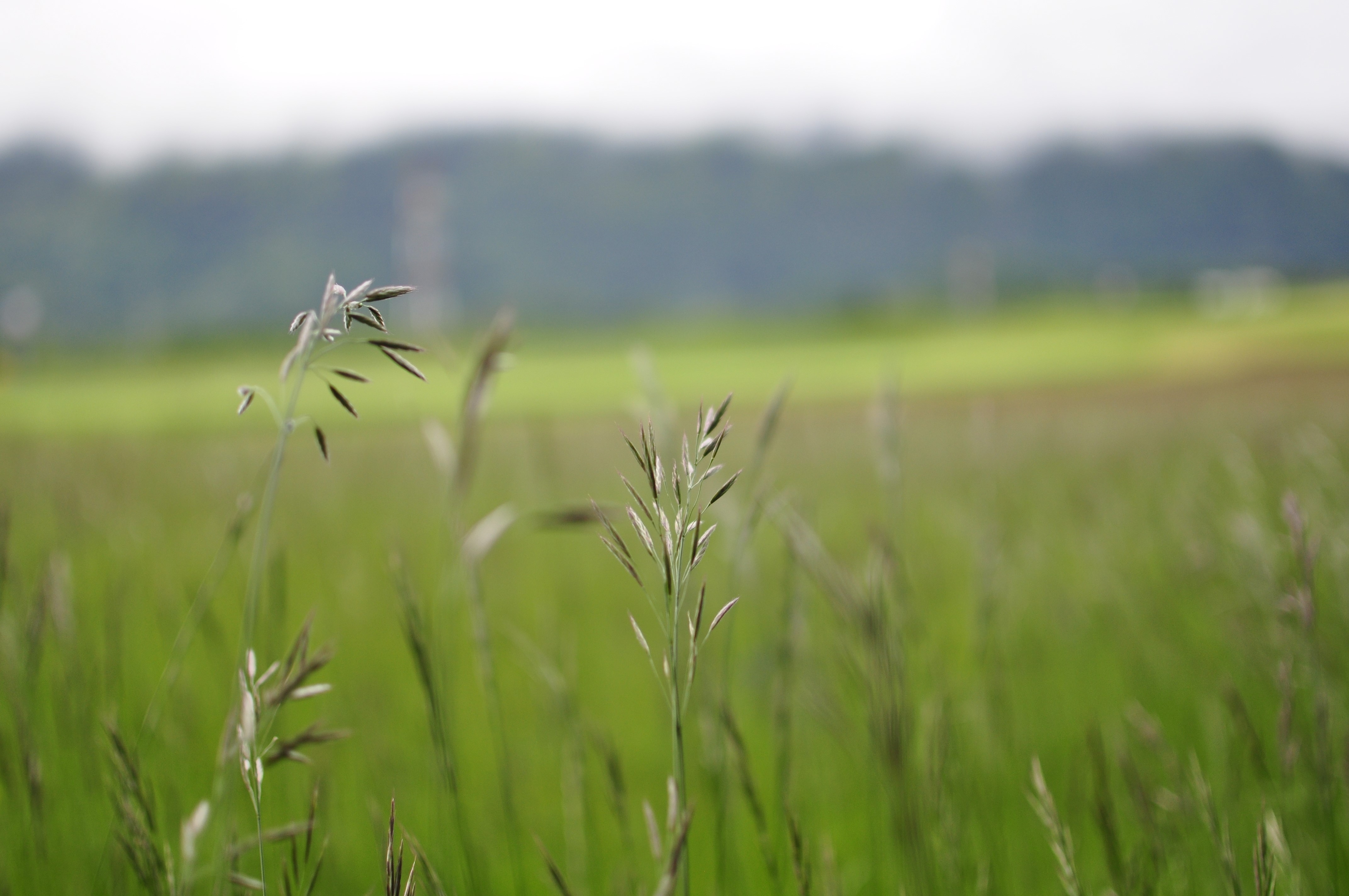 Macro shot of grass with bokeh background HD Wallpaper