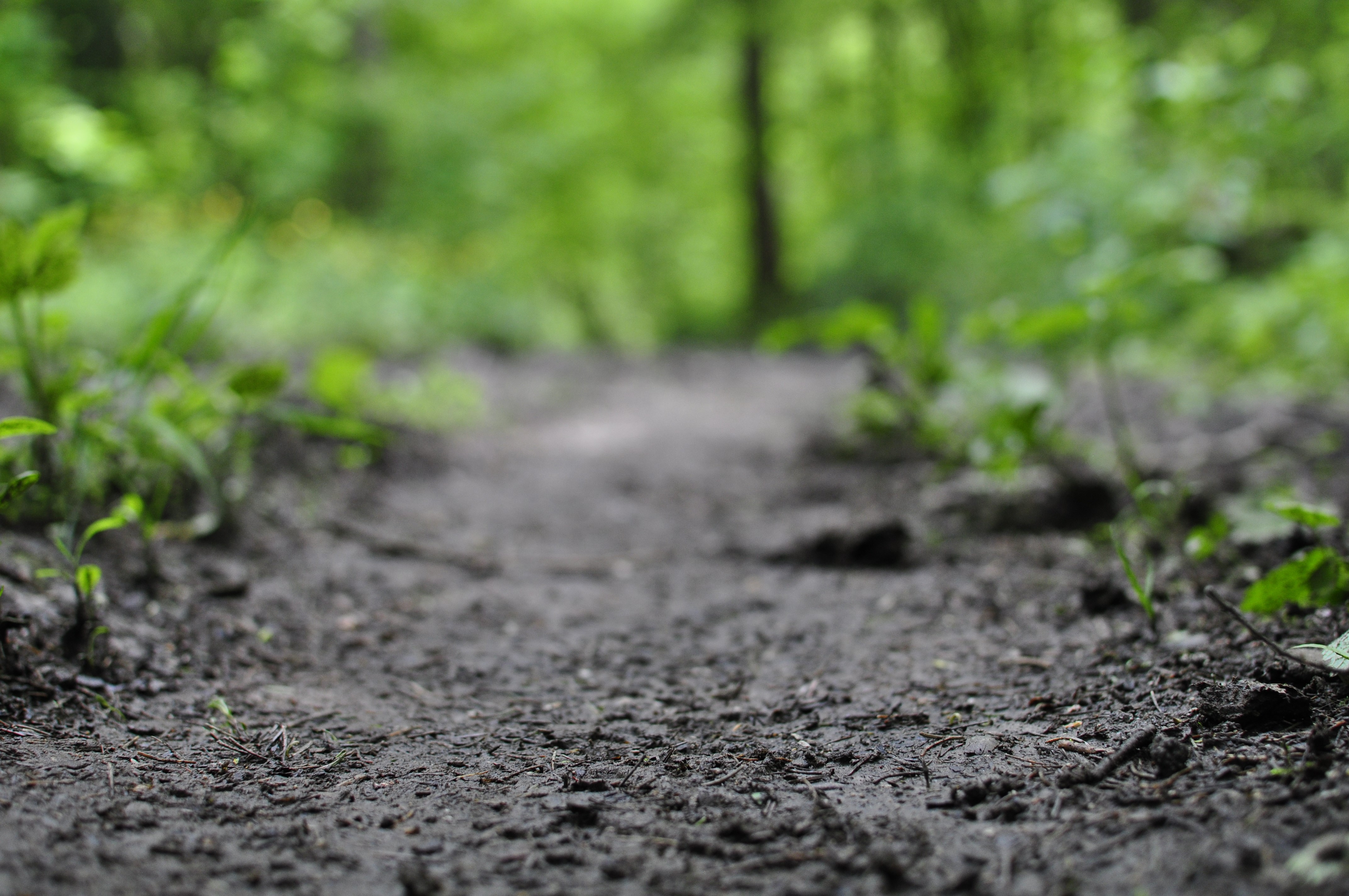 Dirt path in a forest with bokeh HD Wallpaper