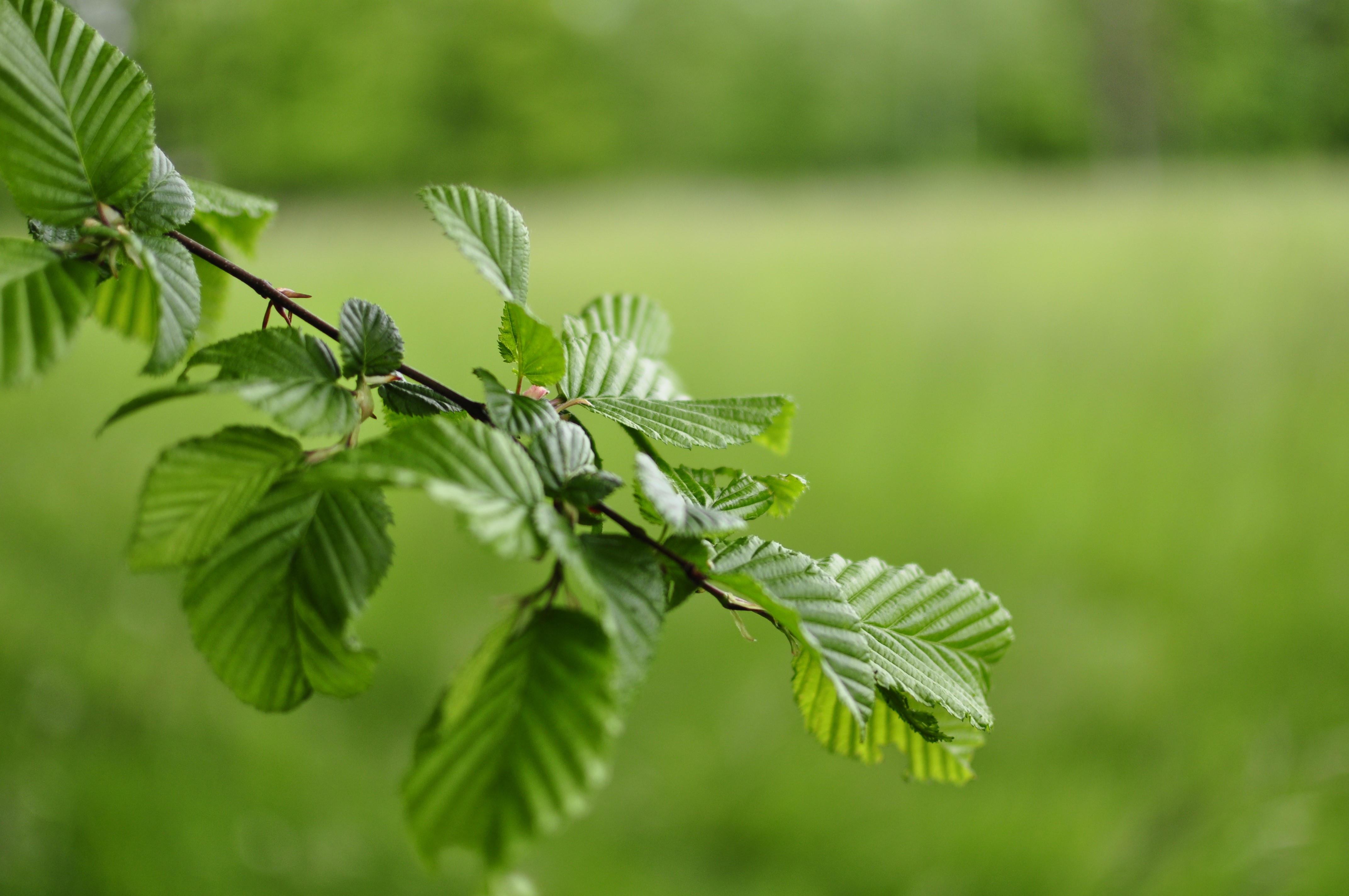 4K Macro Bokeh Nature Leaves HD Wallpaper