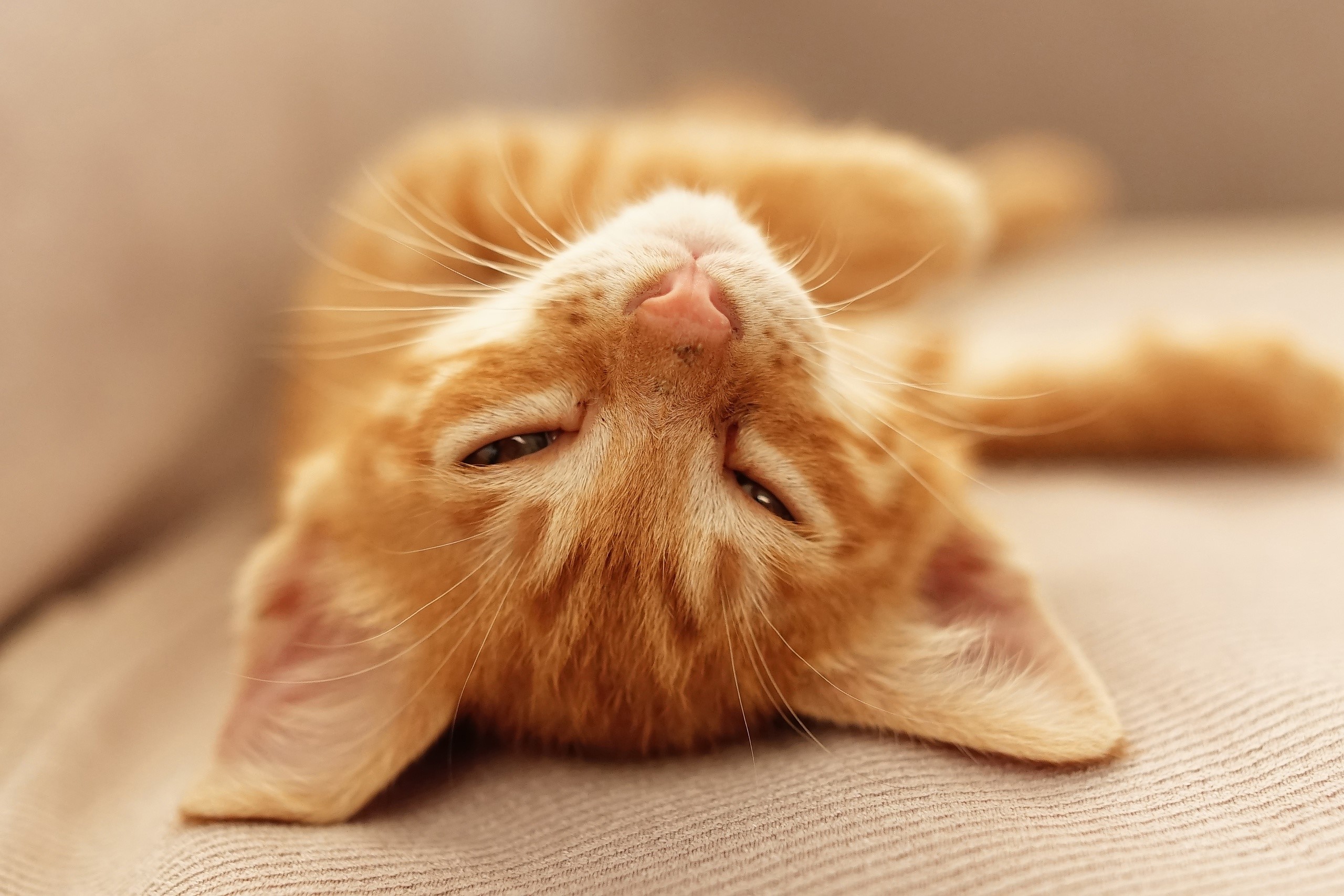 Orange tabby kitten lying on its back HD Wallpaper