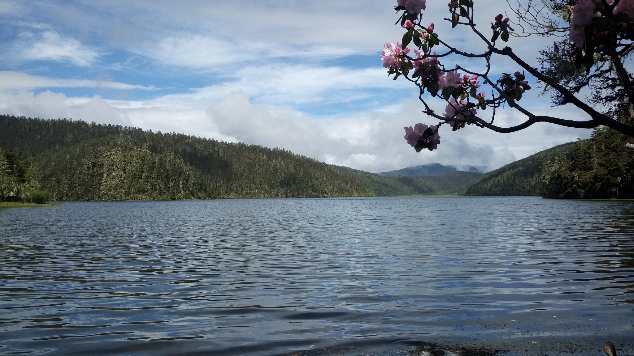 Pink flowers by a lake with forested hills HD Wallpaper