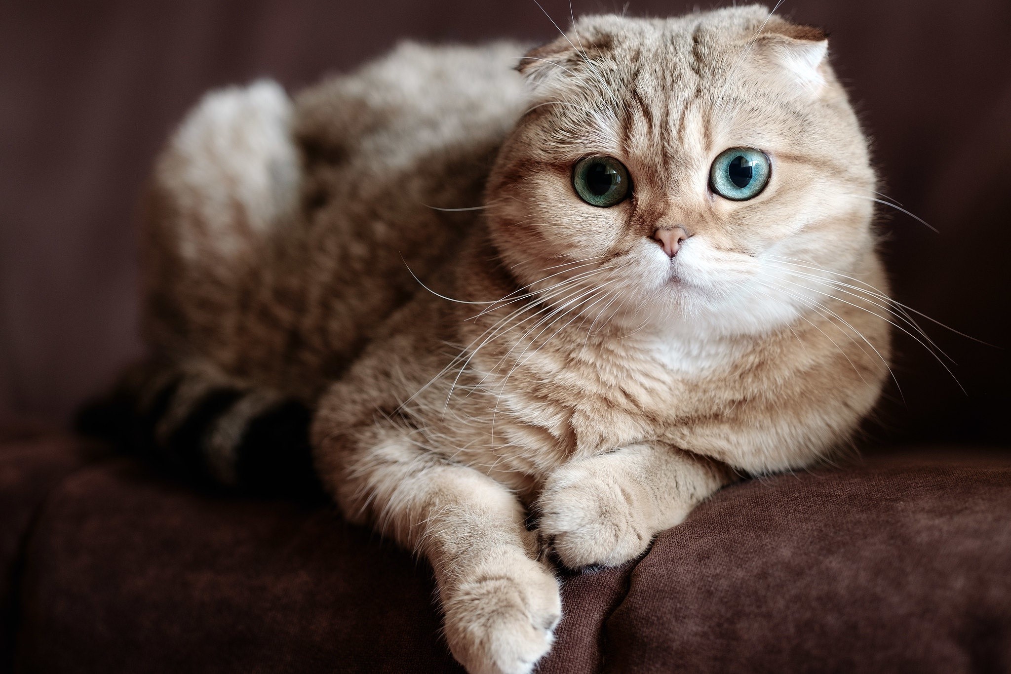 Scottish Fold cat with blue eyes HD Wallpaper