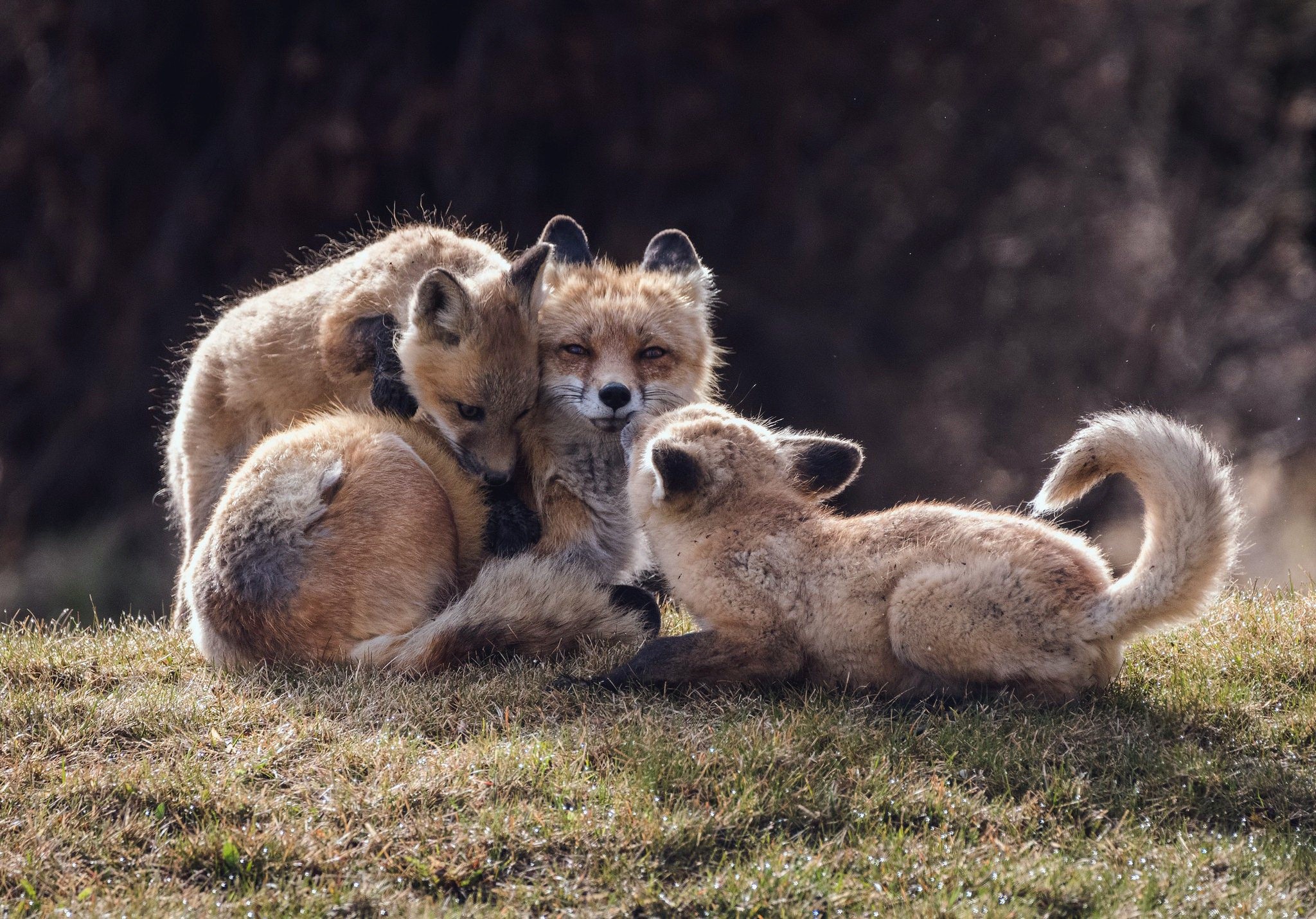 Three young foxes cuddling together on grassy ground HD Wallpaper