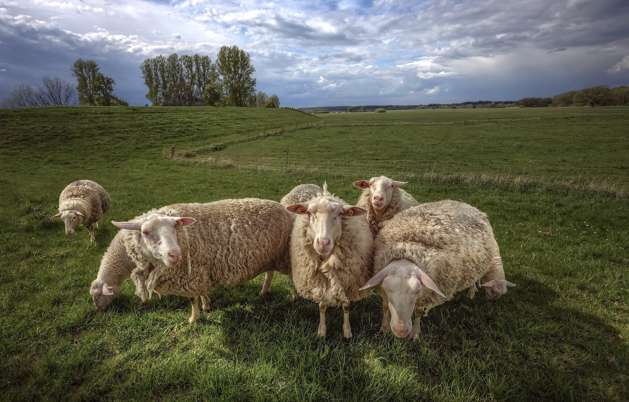 Flock of sheep grazing in a green field under a cloudy sky HD Wallpaper