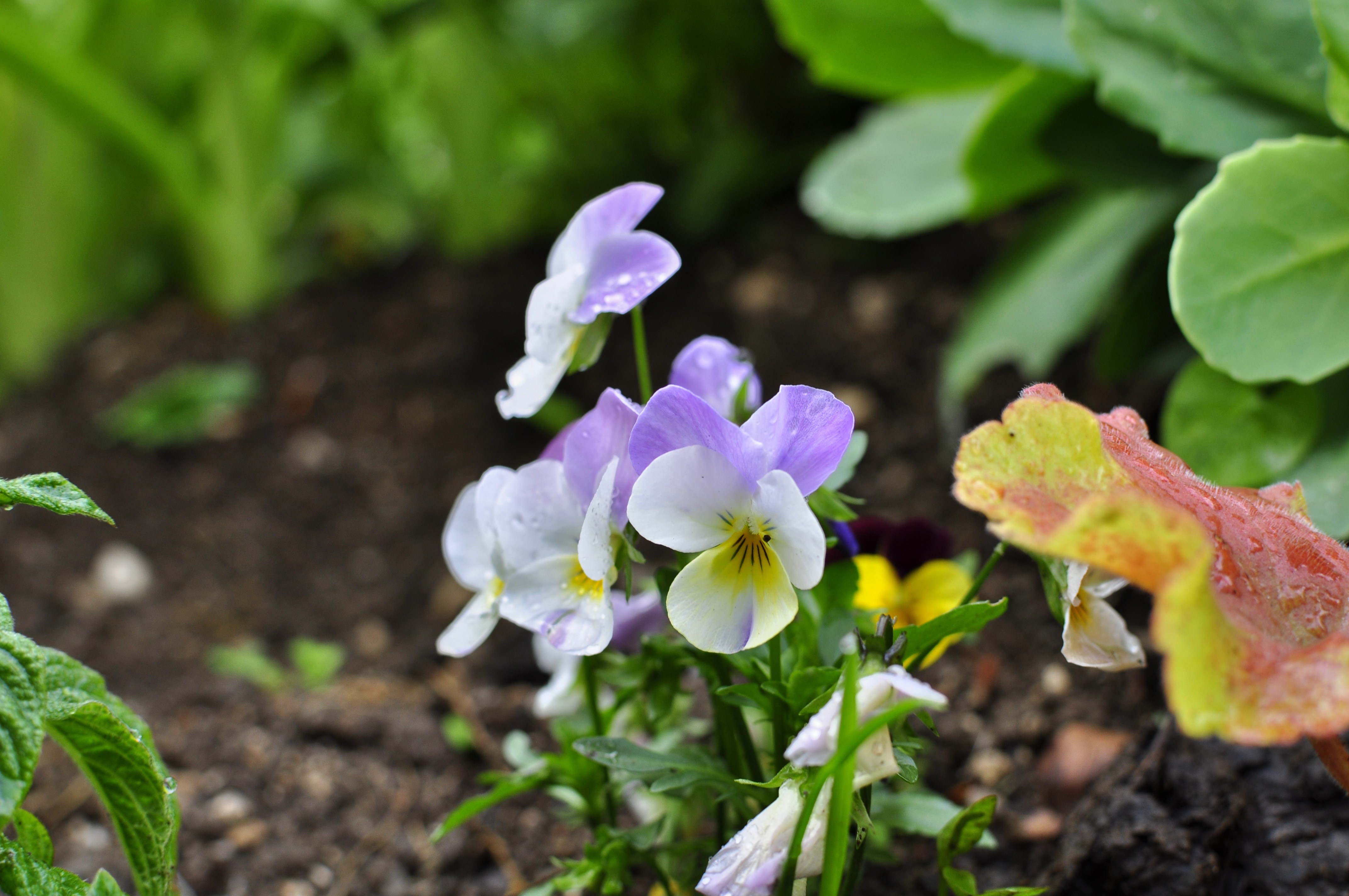 4K macro shot of pansies in dirt HD Wallpaper