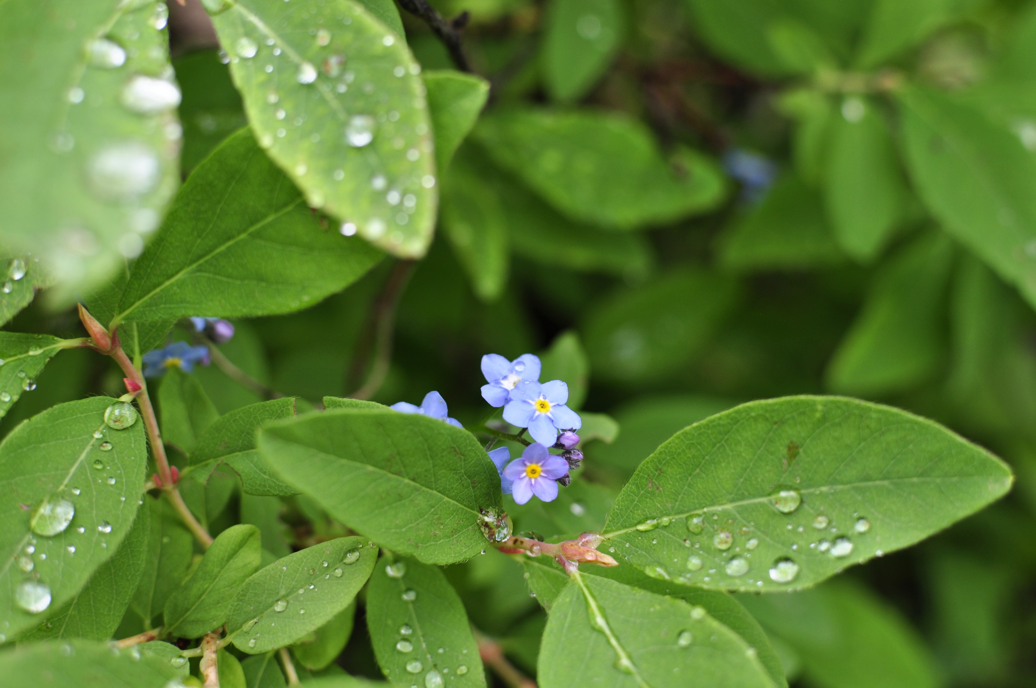 Forget-me-nots with water drops on leaves HD Wallpaper