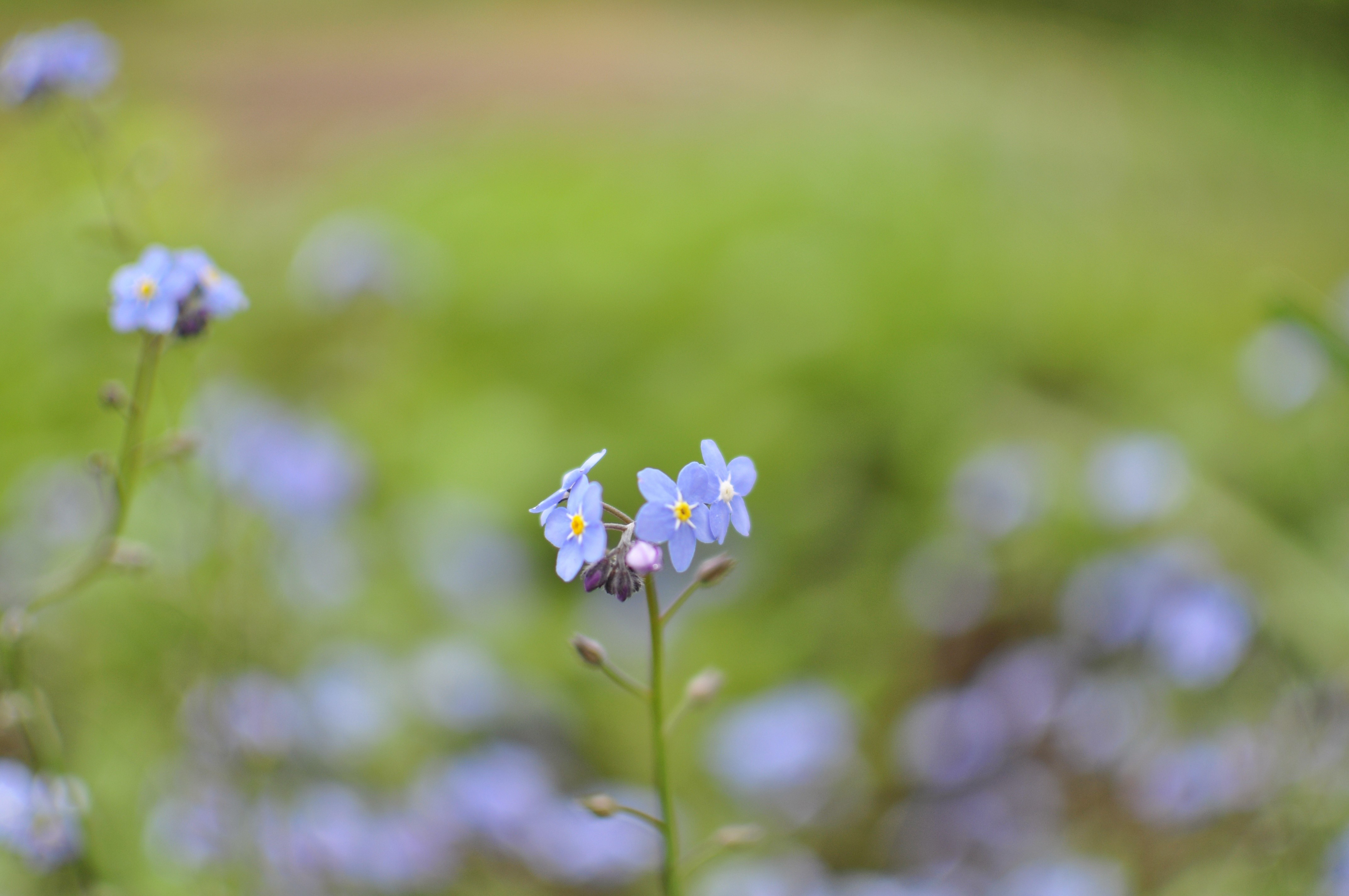 Macro shot of forget-me-not flowers with bokeh HD Wallpaper