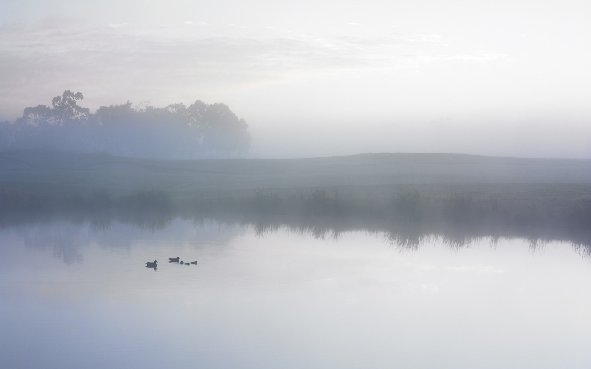 Ducks swimming in a foggy lake at sunrise HD Wallpaper