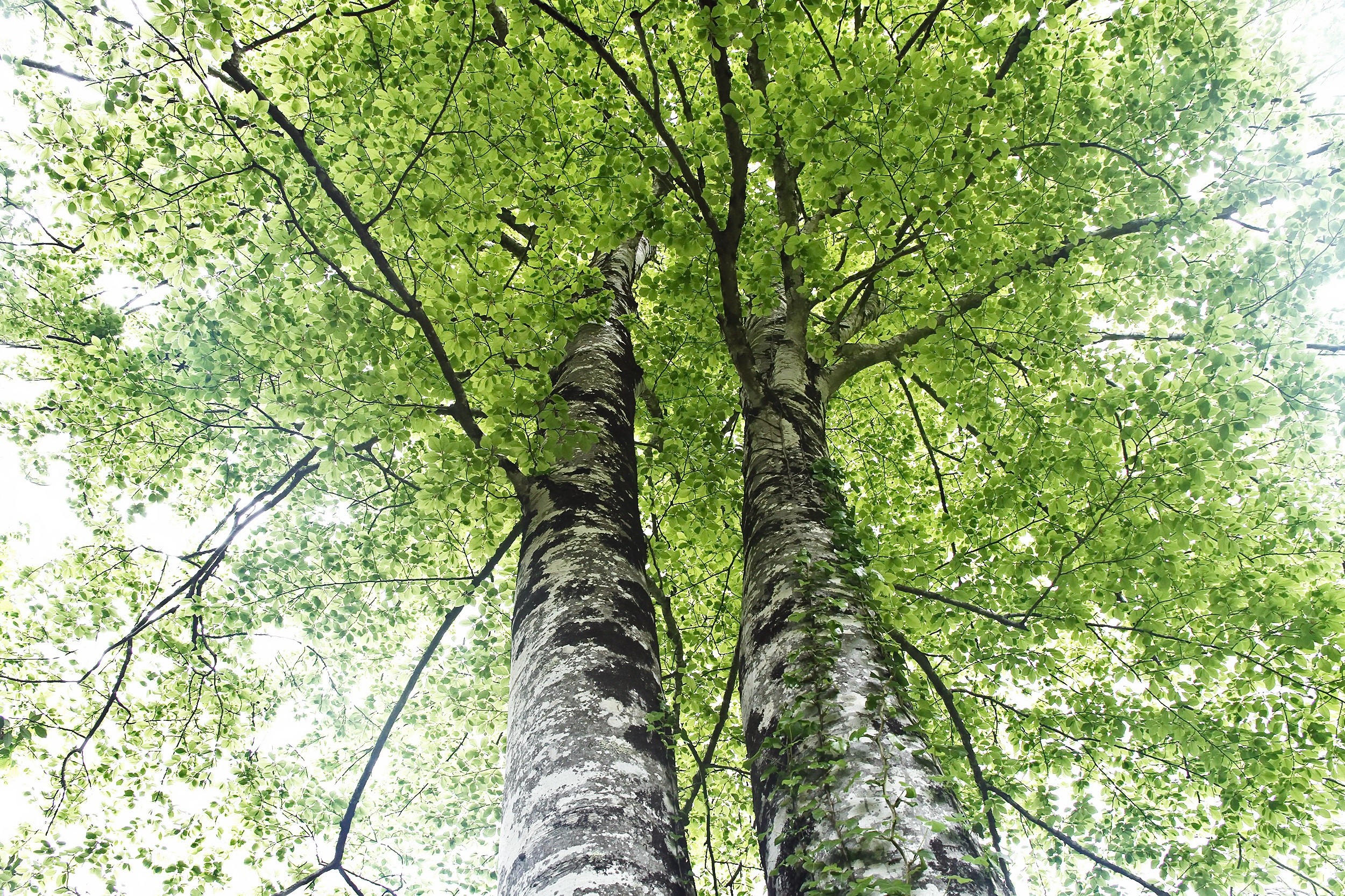 Looking up at tall trees with green leaves HD Wallpaper