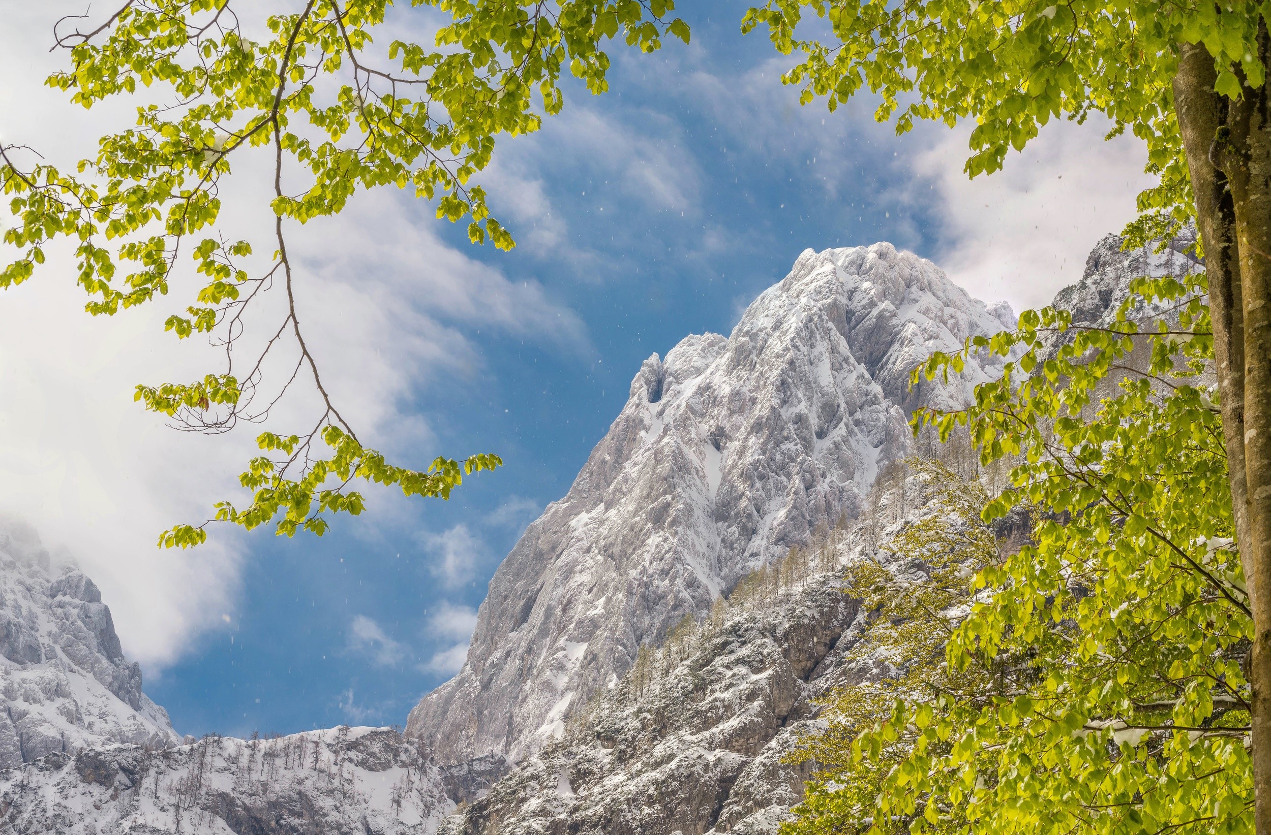 Snow-capped mountains with green leaves and blue sky HD Wallpaper