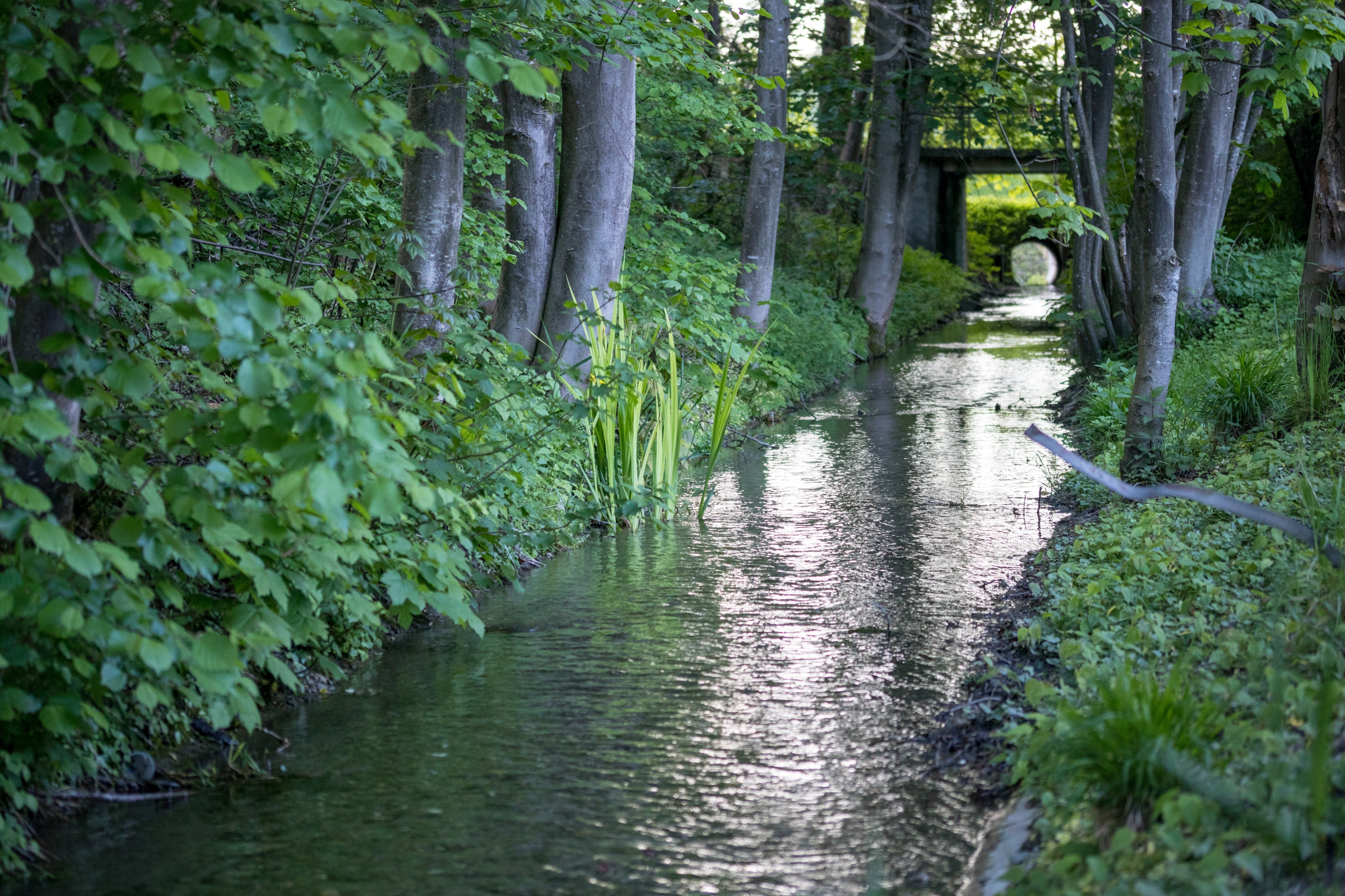 Nature scene with a stream and trees HD Wallpaper