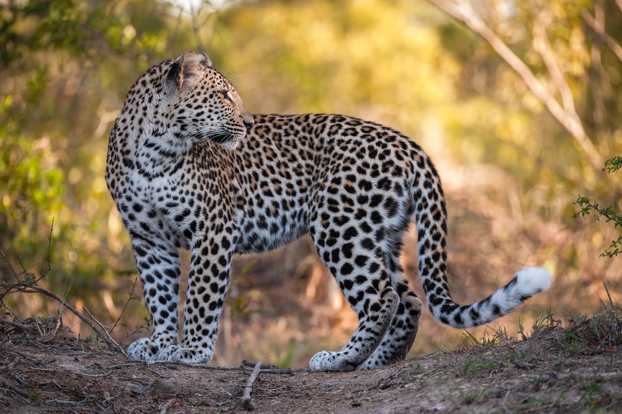 Leopard standing on a dirt path in a forest HD Wallpaper