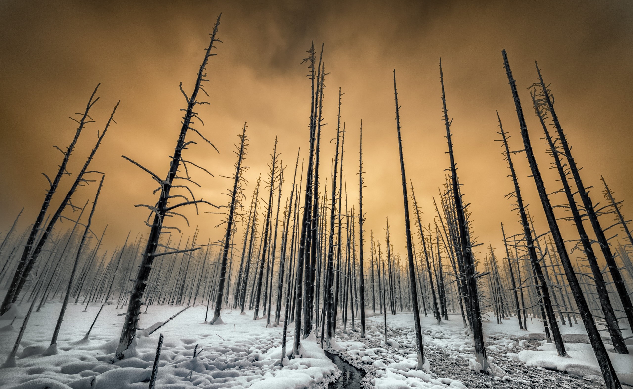 Dead trees in a snowy forest under a cloudy sky HD Wallpaper