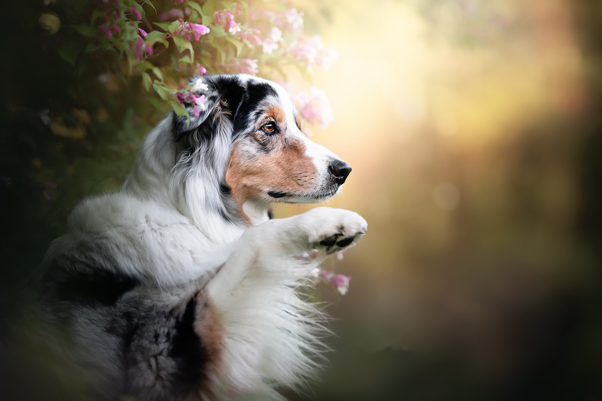 Blue merle Australian Shepherd dog with pink flowers HD Wallpaper