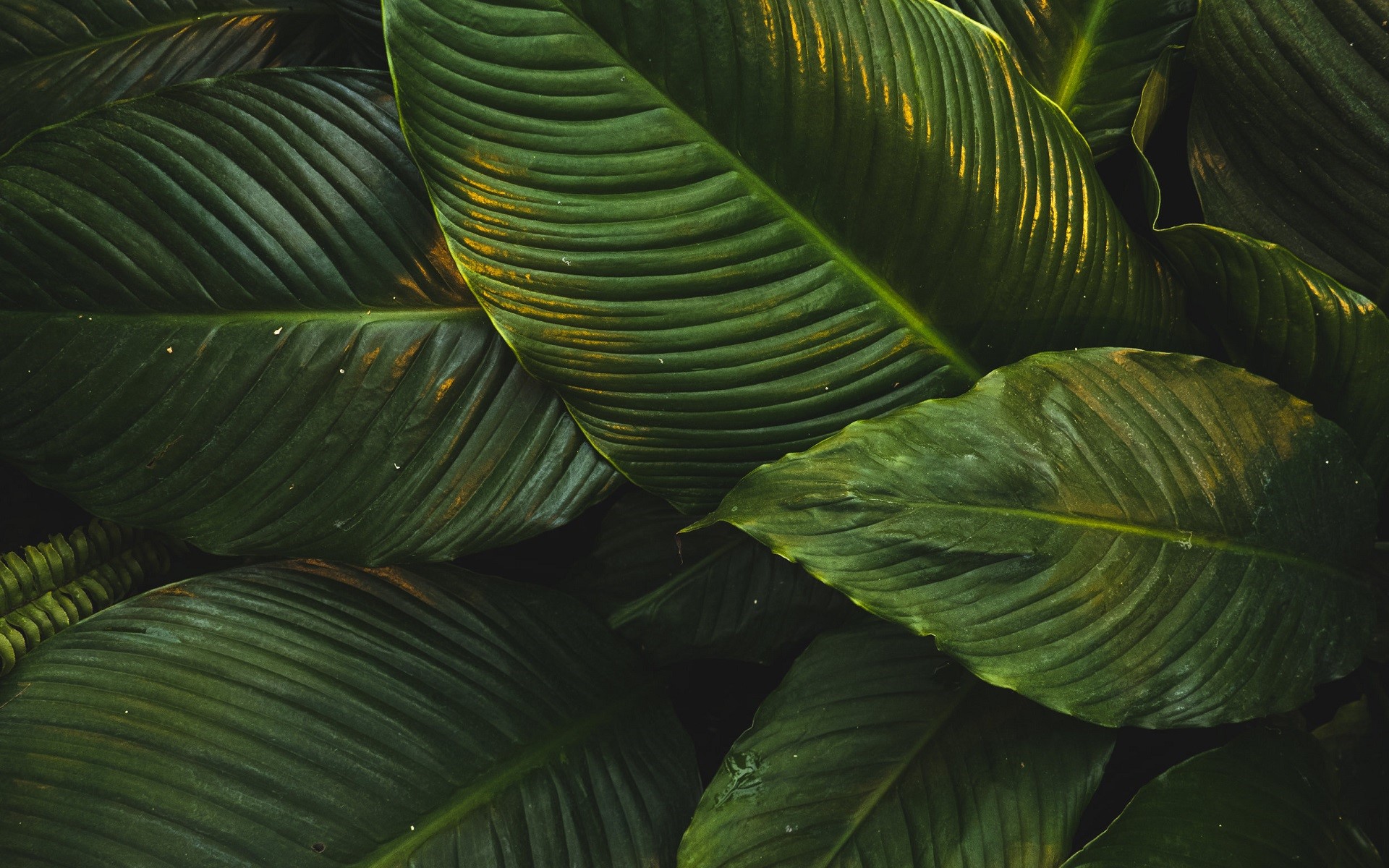 Close-up of dark green tropical leaves HD Wallpaper