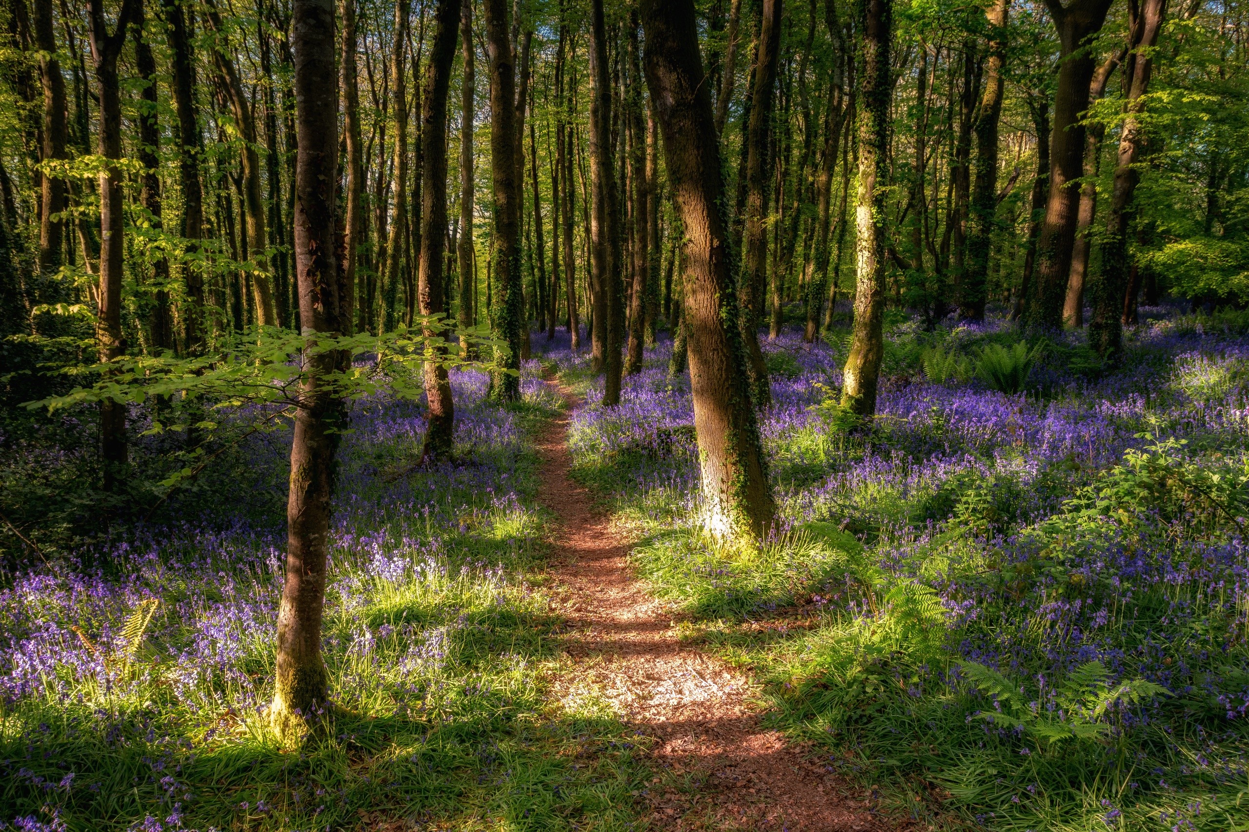 Forest path with bluebells and dappled sunlight HD Wallpaper