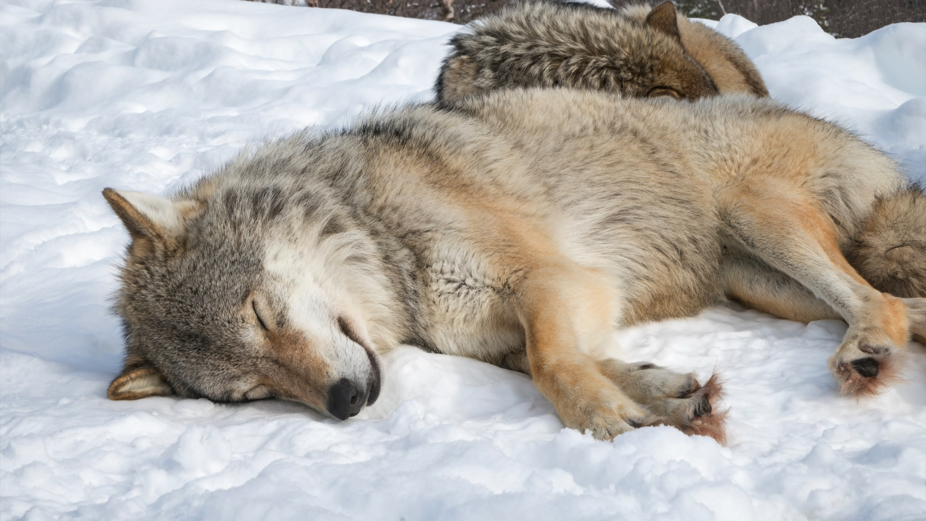 Two wolves sleeping in the snow HD Wallpaper