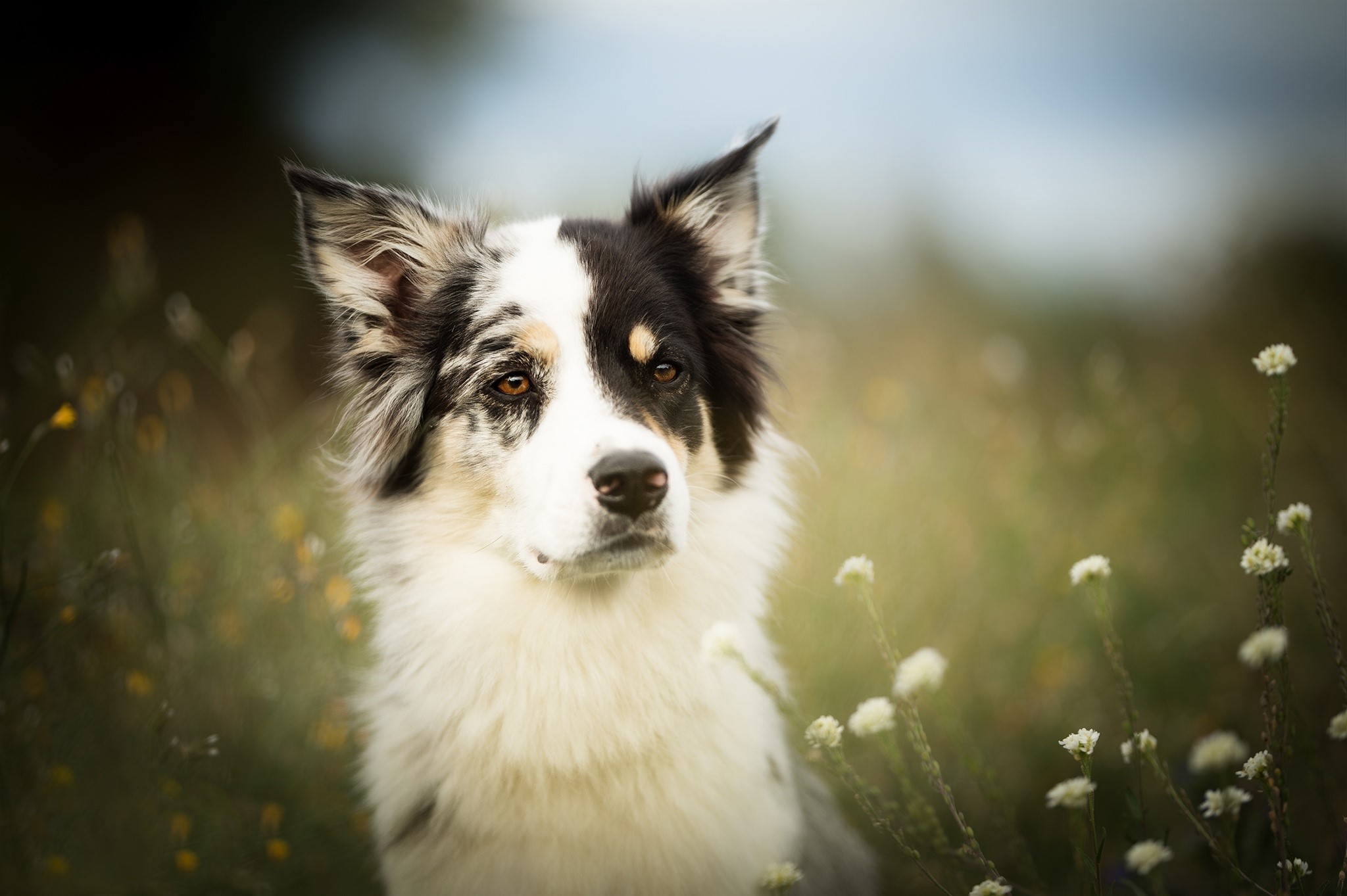 Border Collie dog sitting in a field of flowers HD Wallpaper