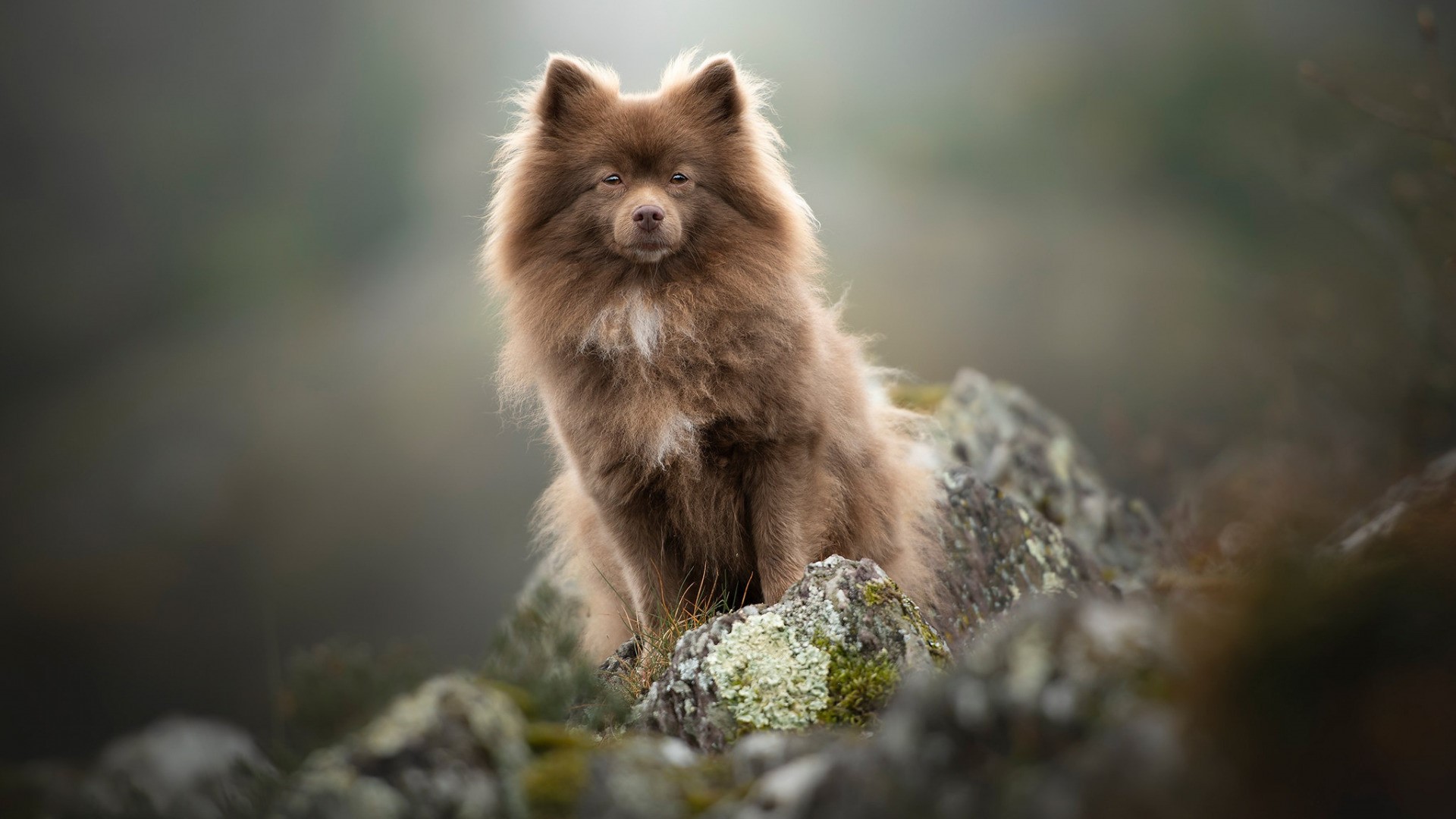 Brown fluffy dog sitting on rocks outdoors HD Wallpaper
