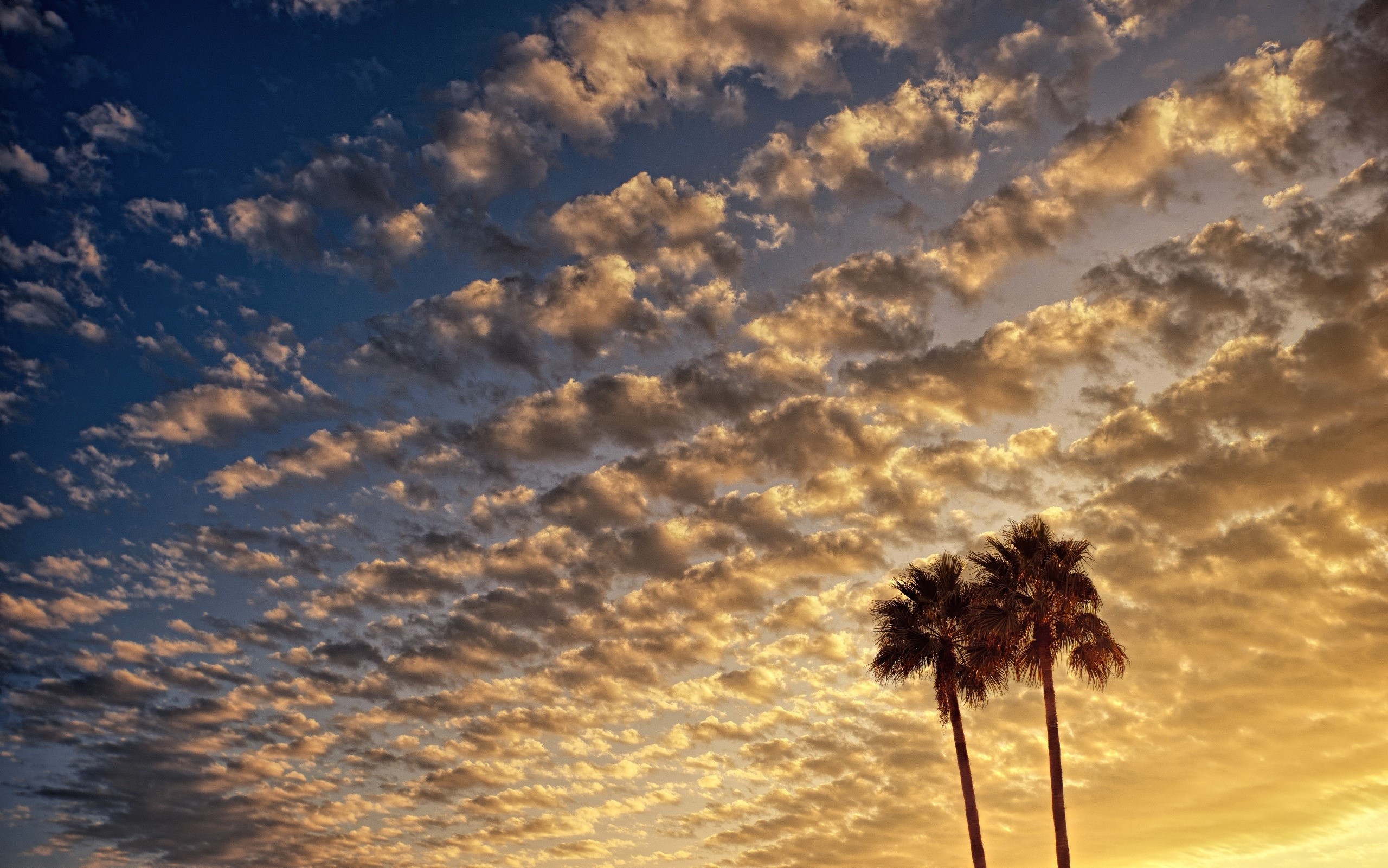 Palm trees against a cloudy sunset sky HD Wallpaper