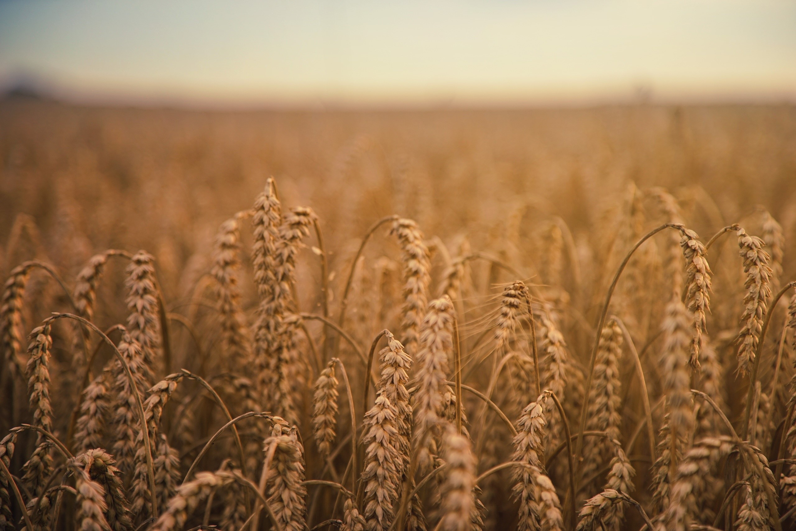 Field of wheat at sunset HD Wallpaper