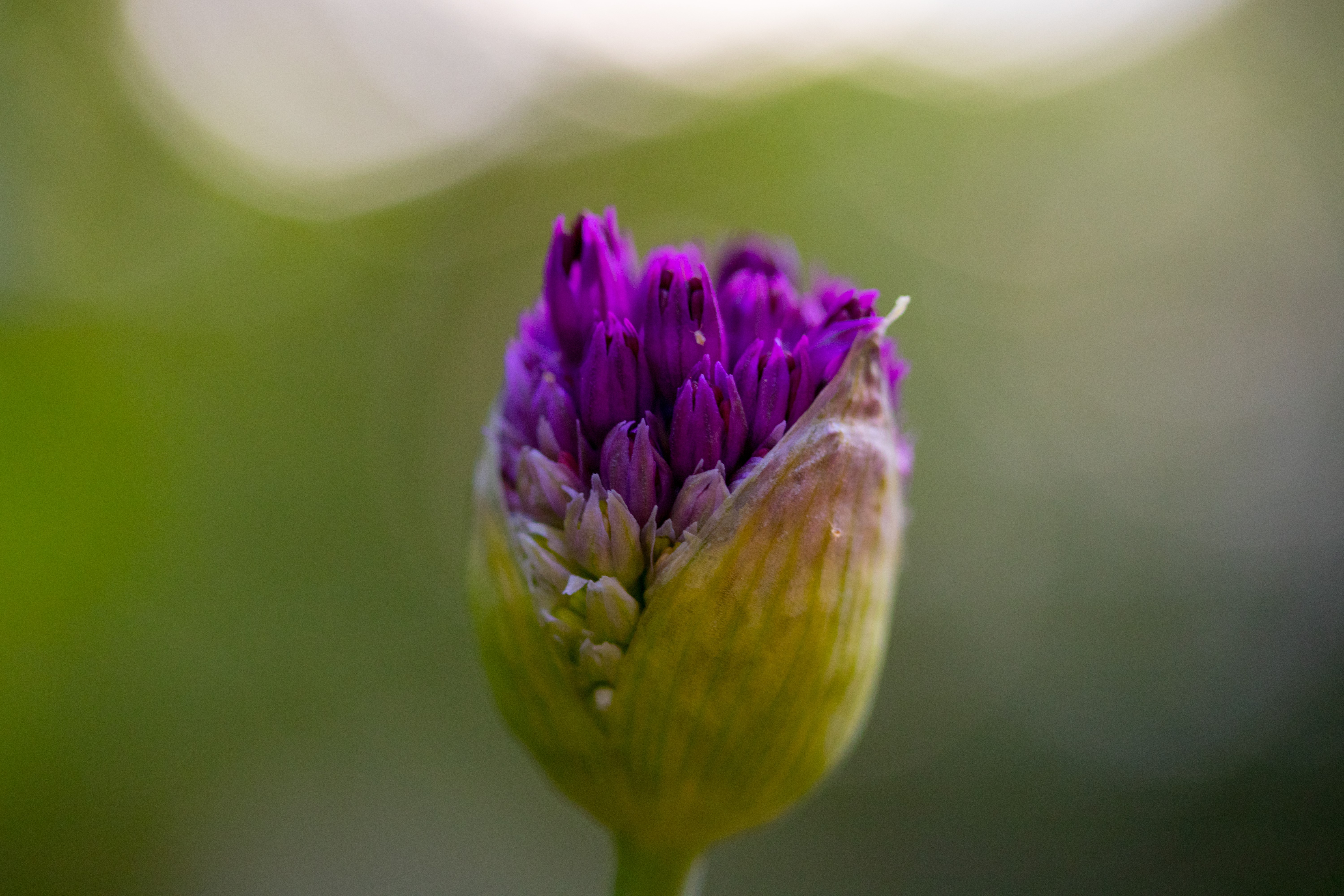 Purple Allium Flower Bud Closeup HD Wallpaper