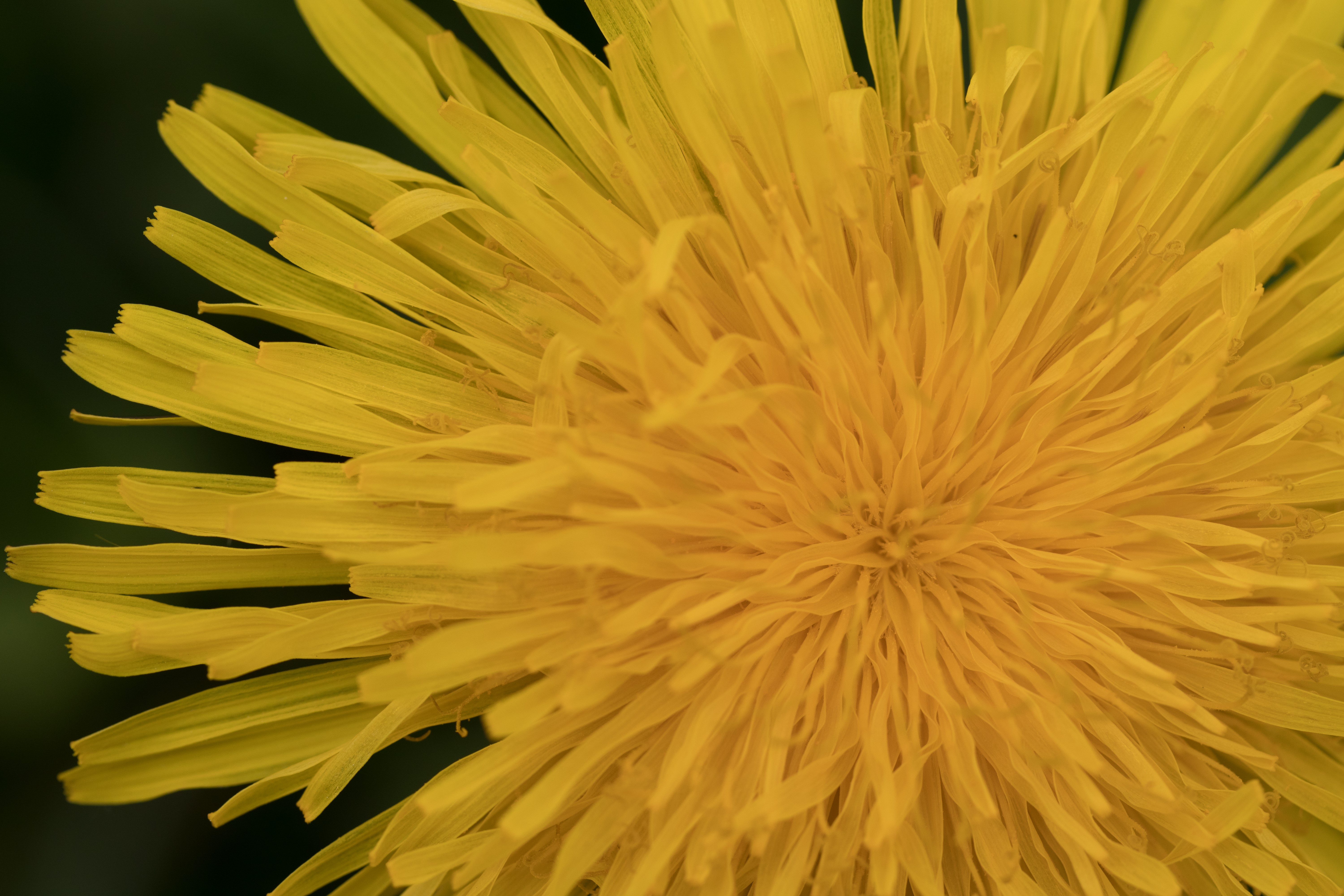 4K Macro Closeup of a Yellow Dandelion Flower HD Wallpaper