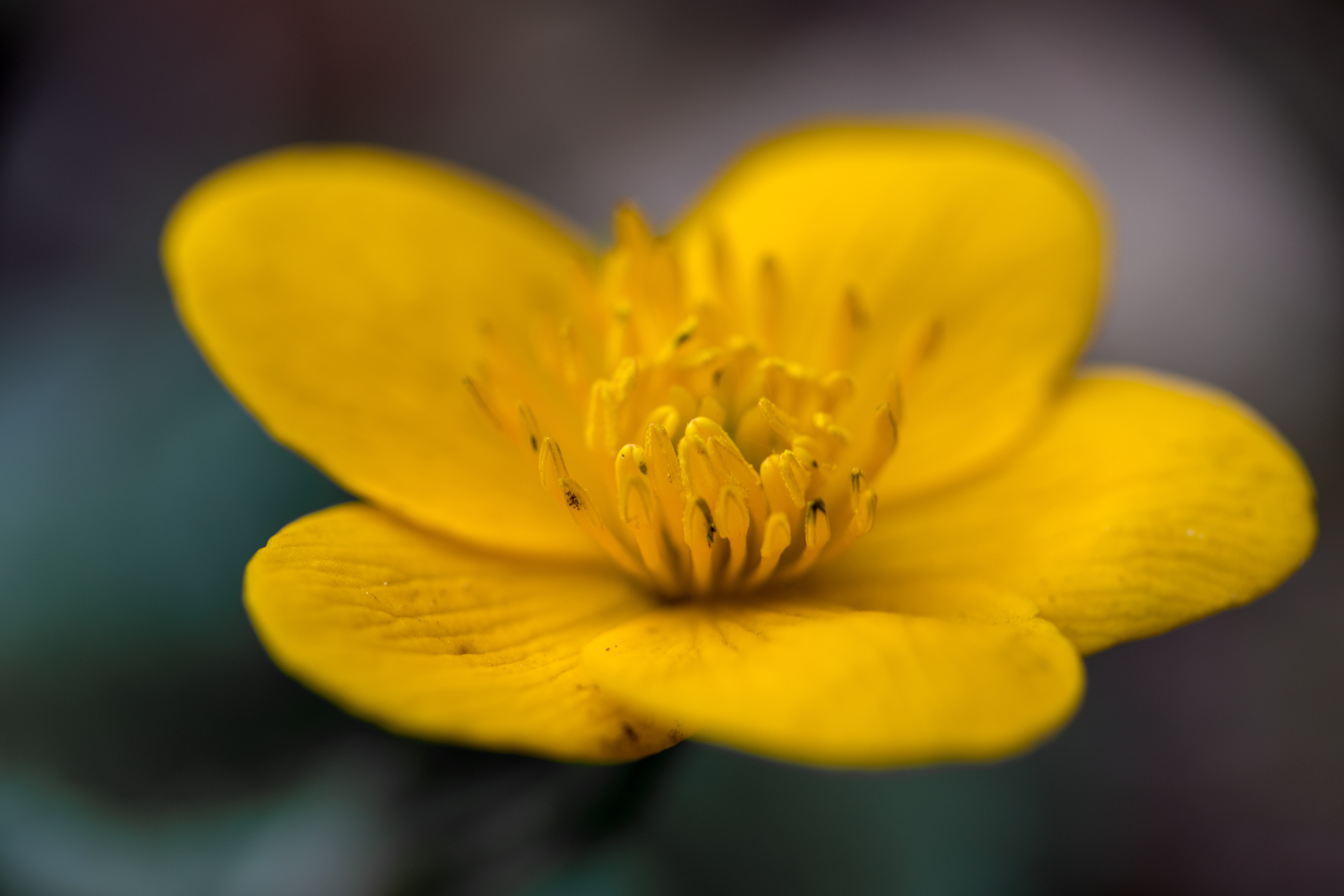 Yellow flower macro closeup HD Wallpaper
