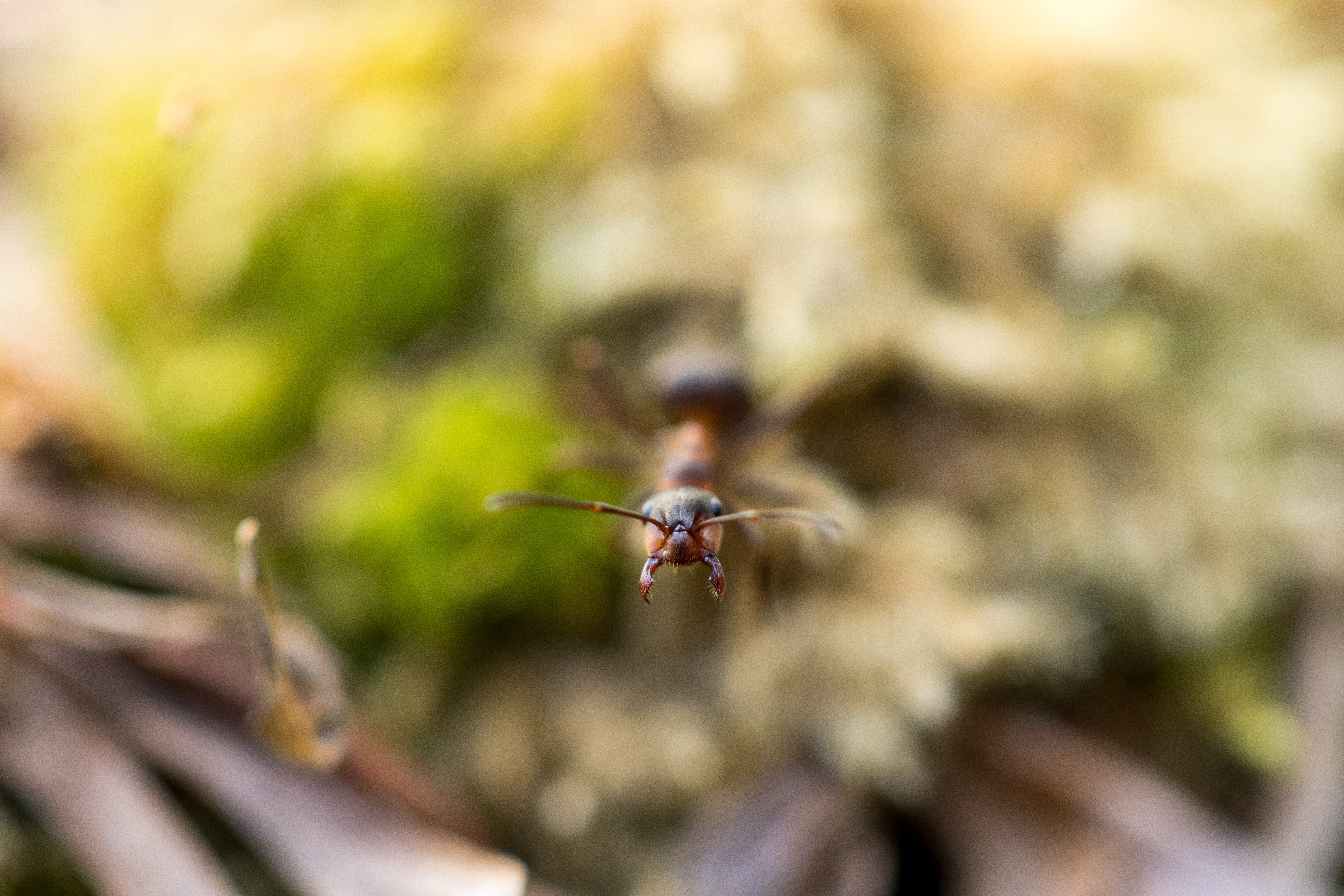 Macro closeup of an ant on moss HD Wallpaper