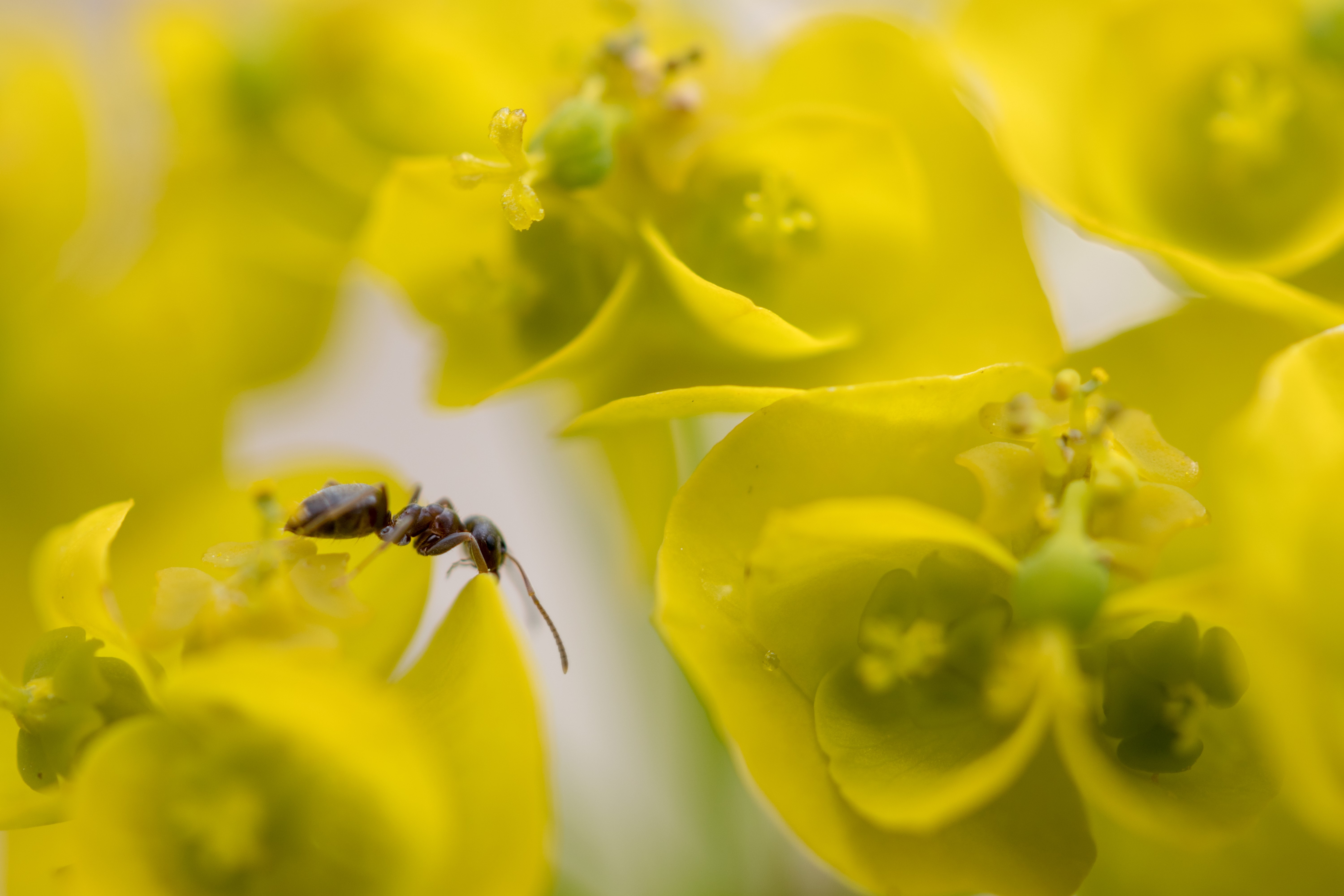 Macro shot of an ant on yellow flowers HD Wallpaper