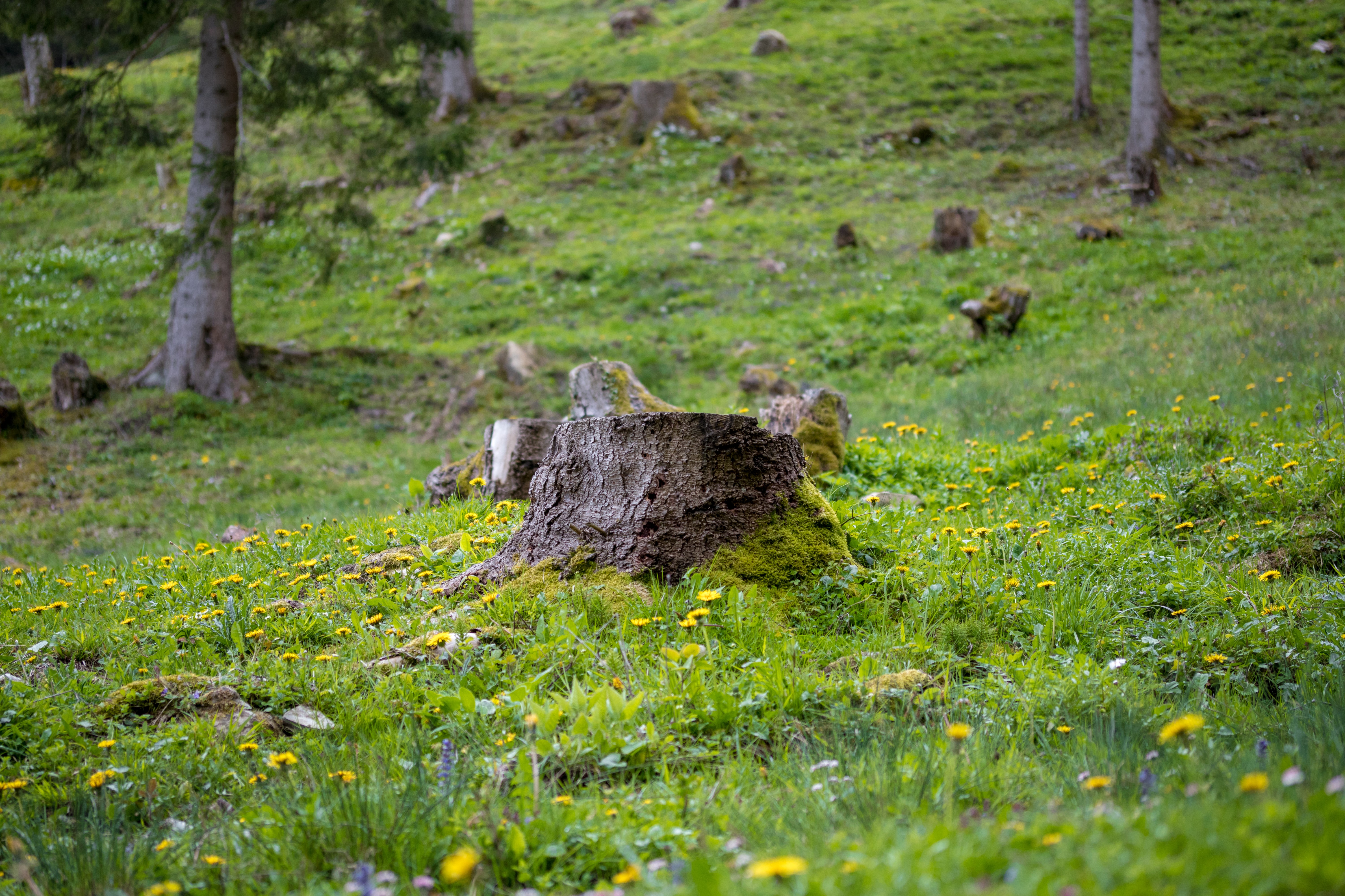 Tree stump in a grassy field with yellow flowers HD Wallpaper