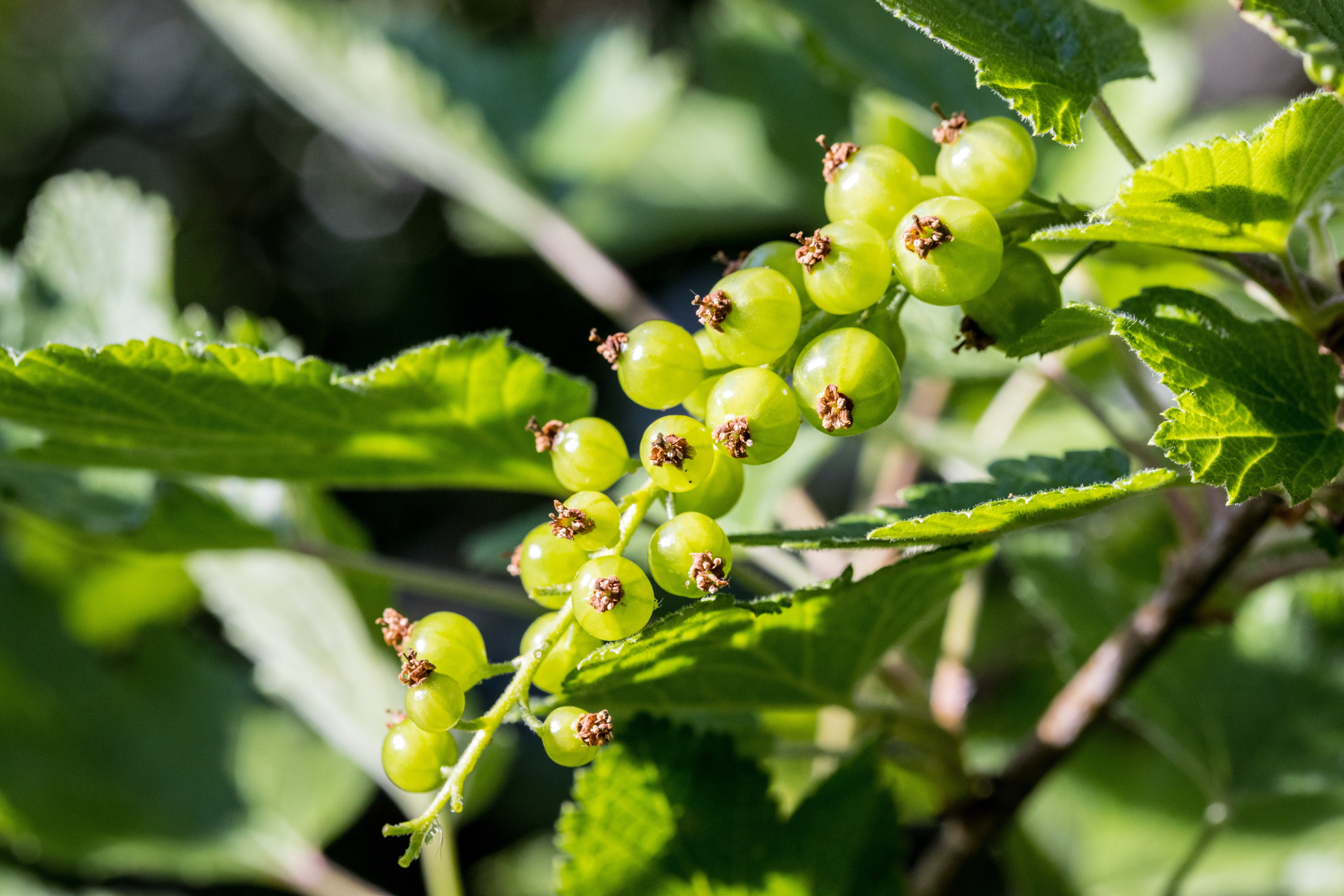 Green unripe berries on a branch HD Wallpaper